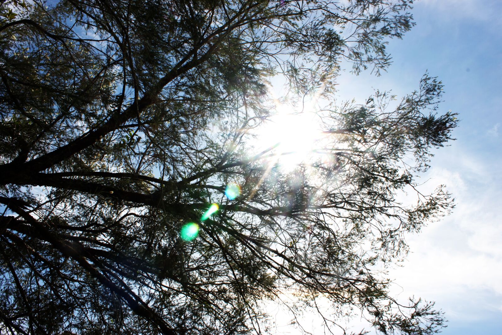 Canon EOS 600D (Rebel EOS T3i / EOS Kiss X5) sample photo. Environment, forest, fresh, green photography