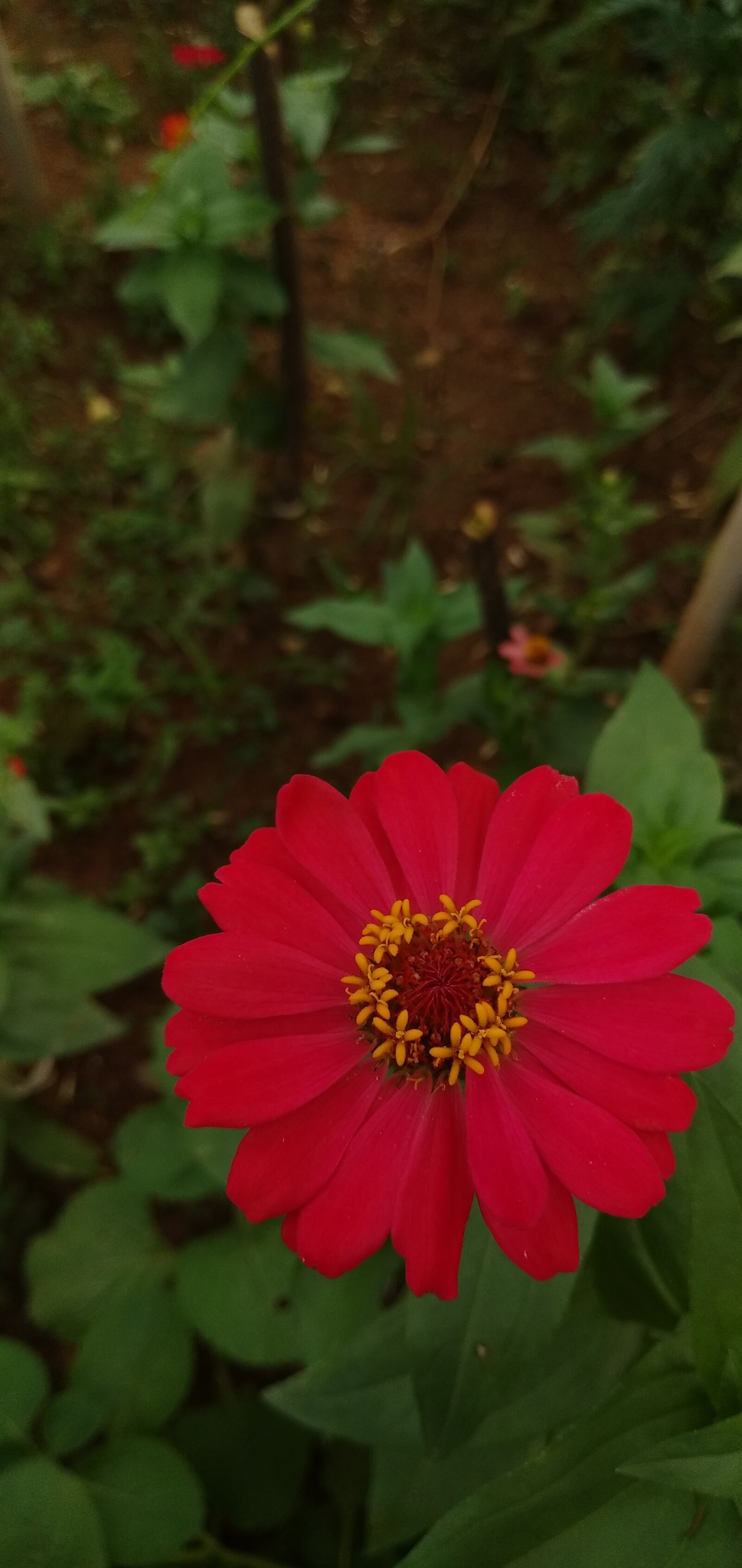 Xiaomi Redmi 8 sample photo. Red, nature, flower photography
