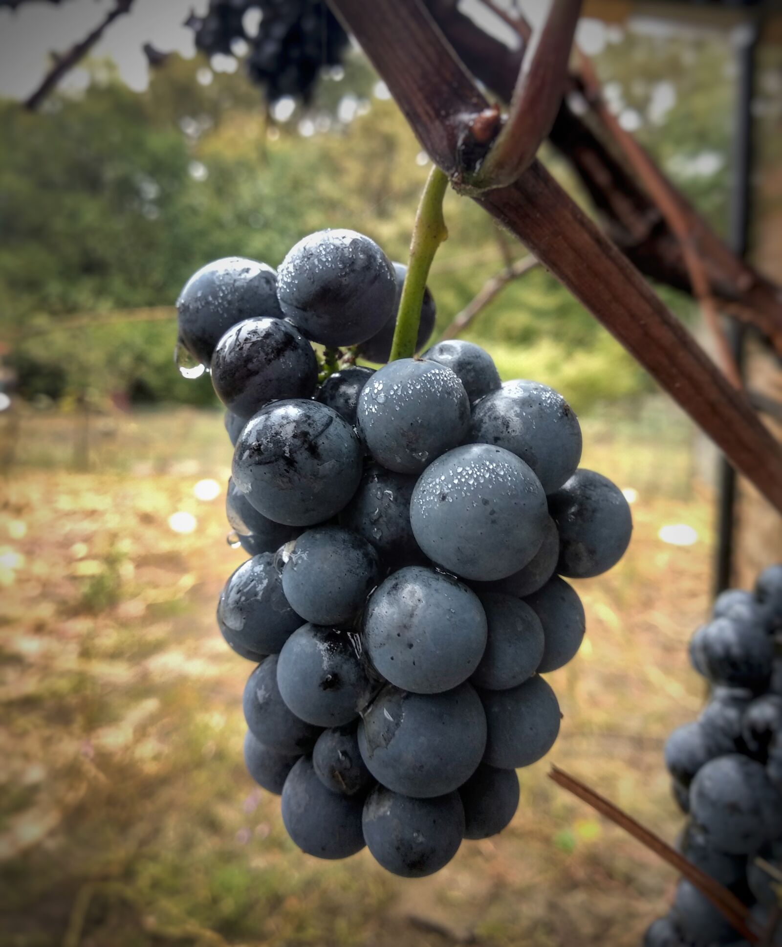 Xiaomi Mi A1 sample photo. Grapes, a bunch of photography