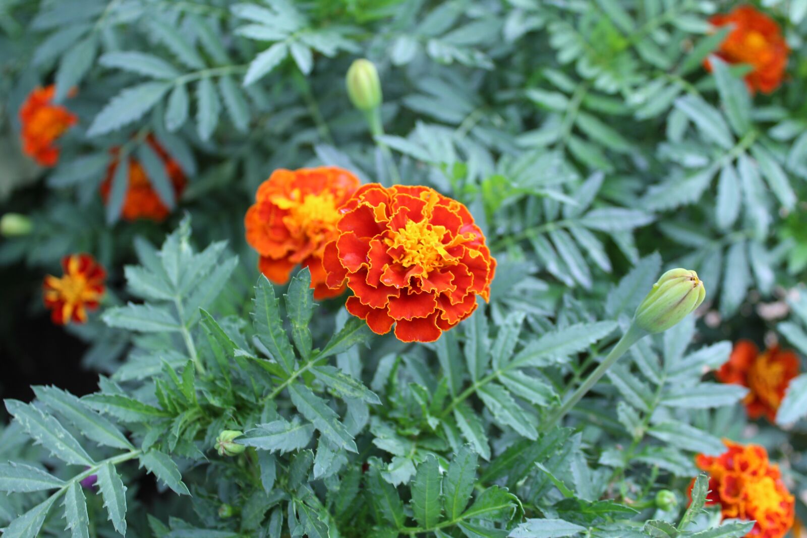 Canon EOS 1300D (EOS Rebel T6 / EOS Kiss X80) sample photo. Flora, floral, flower photography
