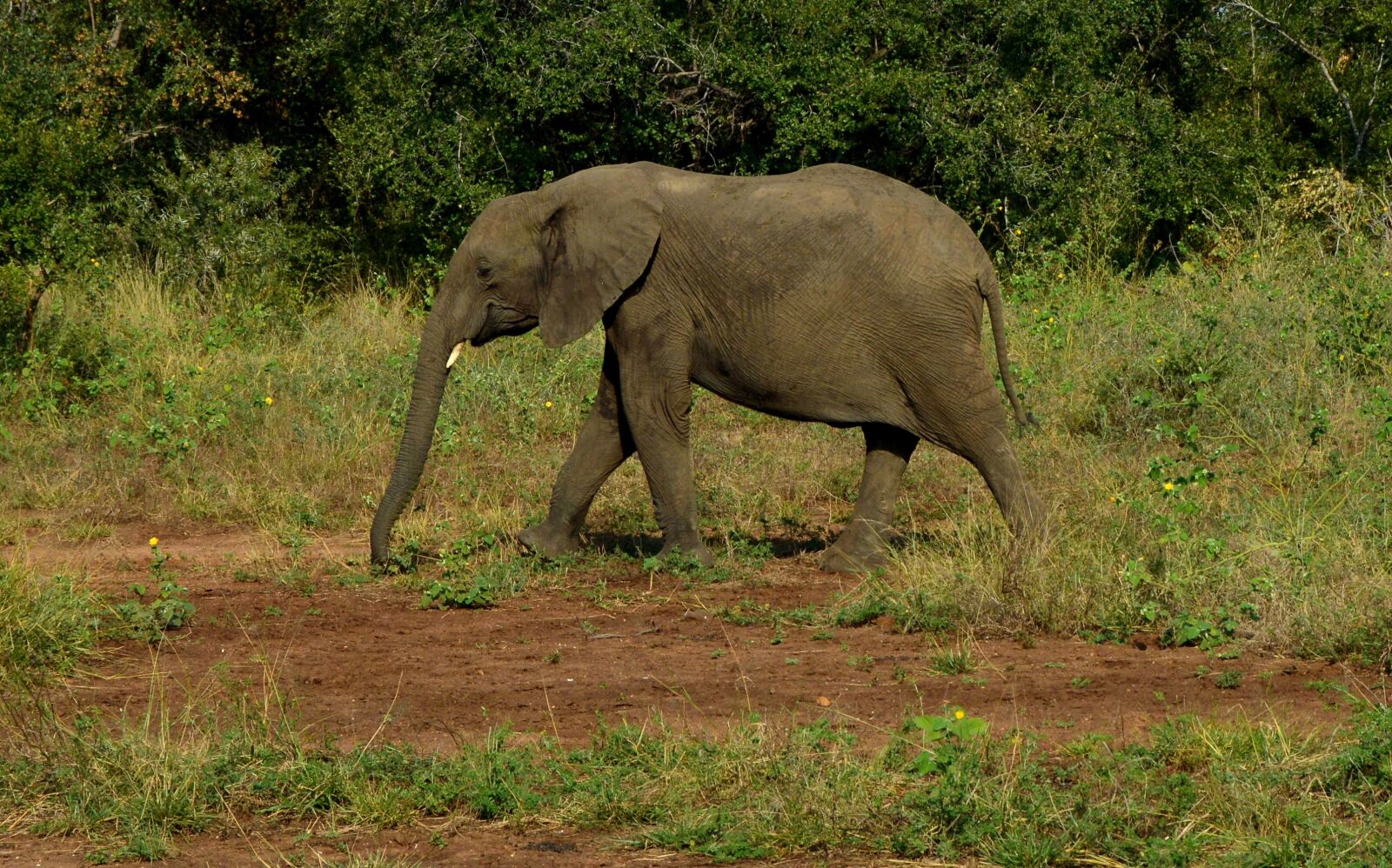 Nikon D3200 sample photo. Mammal, wildlife, elephant photography