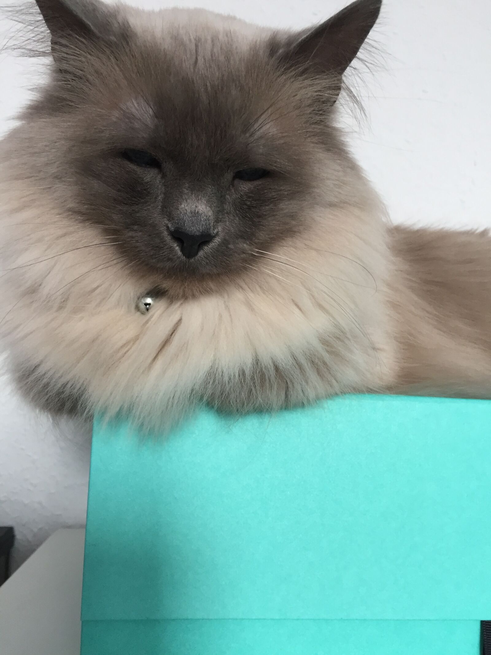 Apple iPhone 6 sample photo. Cat photography