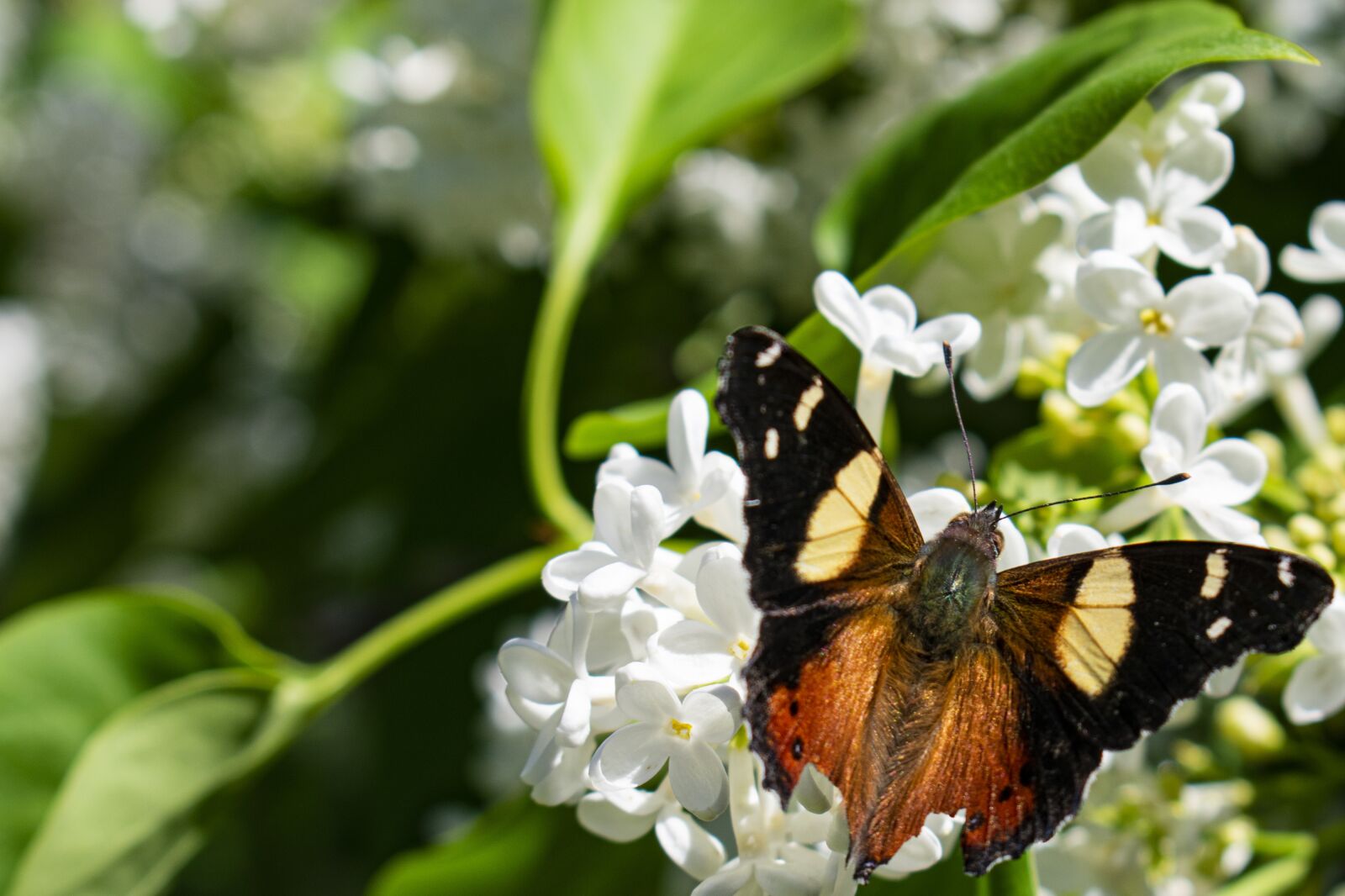Nikon D3400 sample photo. Flowers, butterfly, insect photography