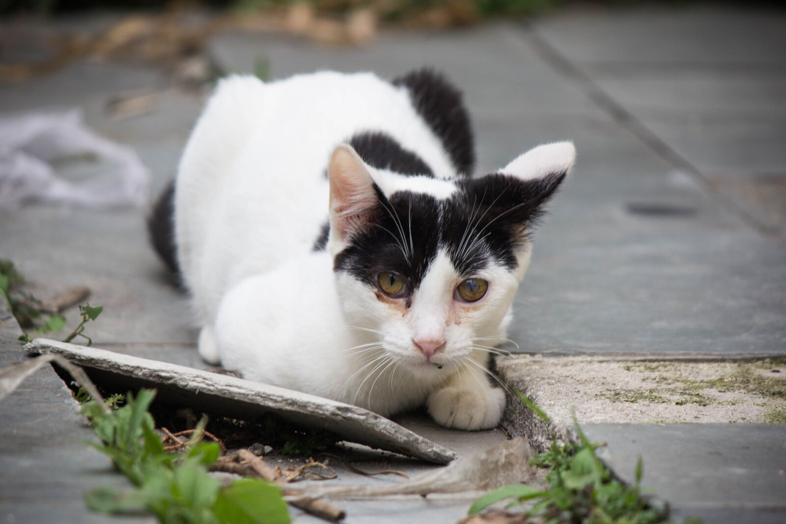 Canon EOS 60D + Canon EF-S 55-250mm F4-5.6 IS II sample photo. Cat, feline, domestic photography