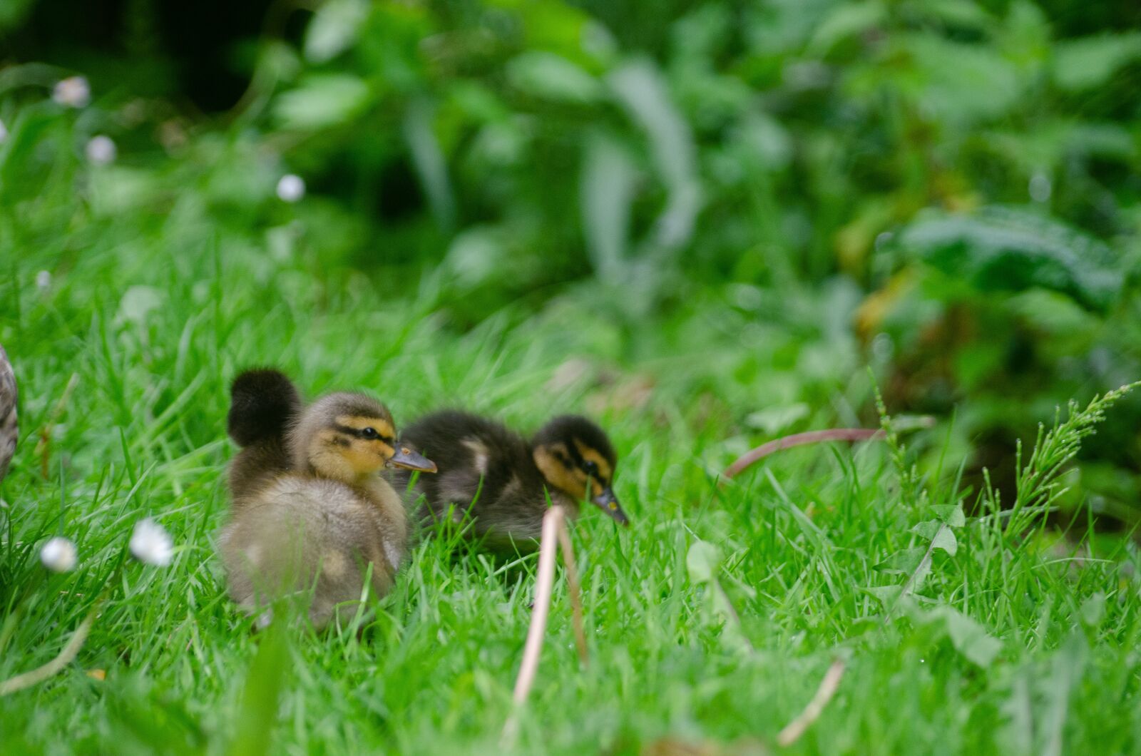 Nikon D7000 sample photo. Duckling, baby, duck photography
