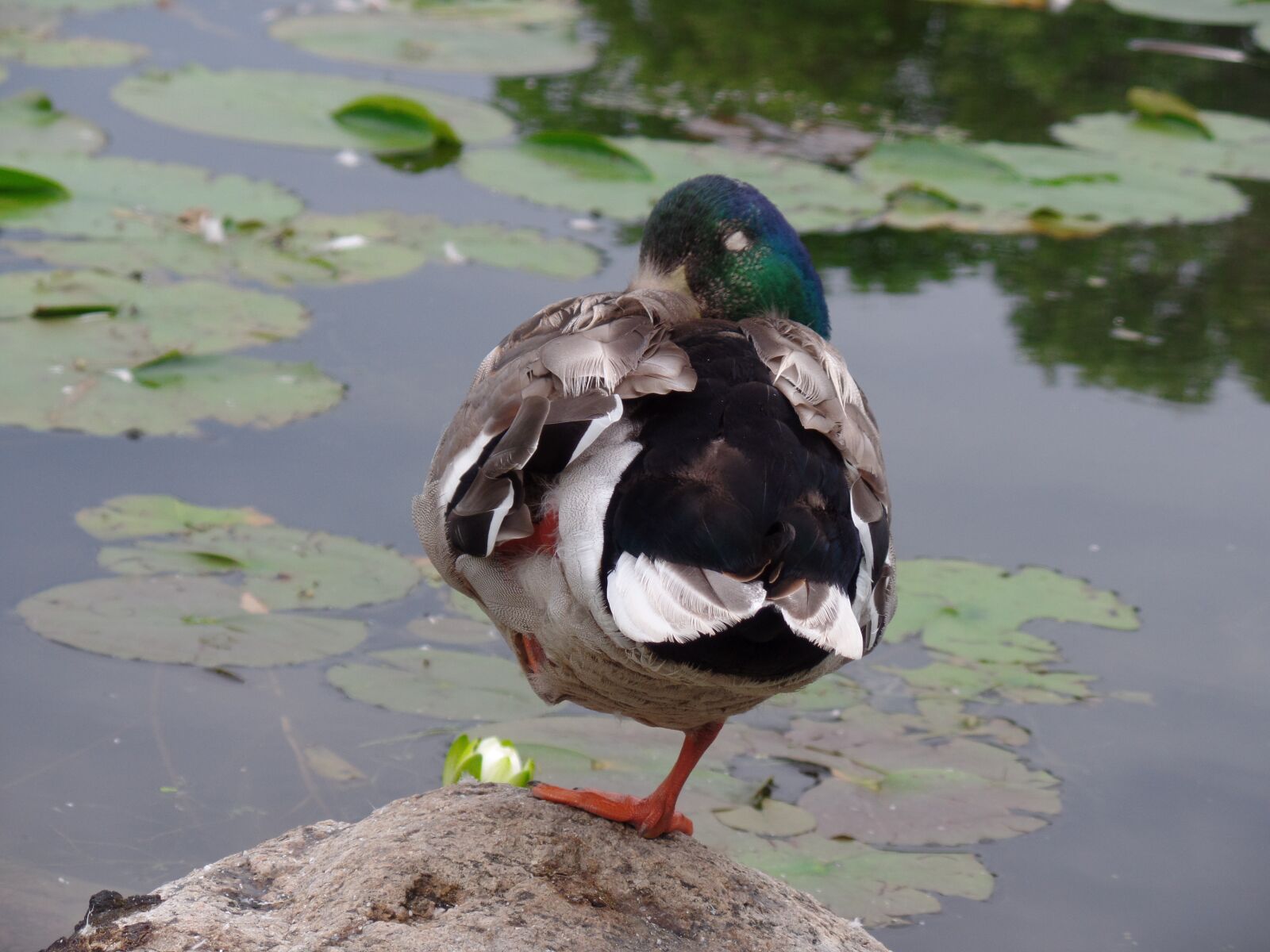 Samsung WB350F/WB351F/WB352F sample photo. Wild duck, mallard, nature photography