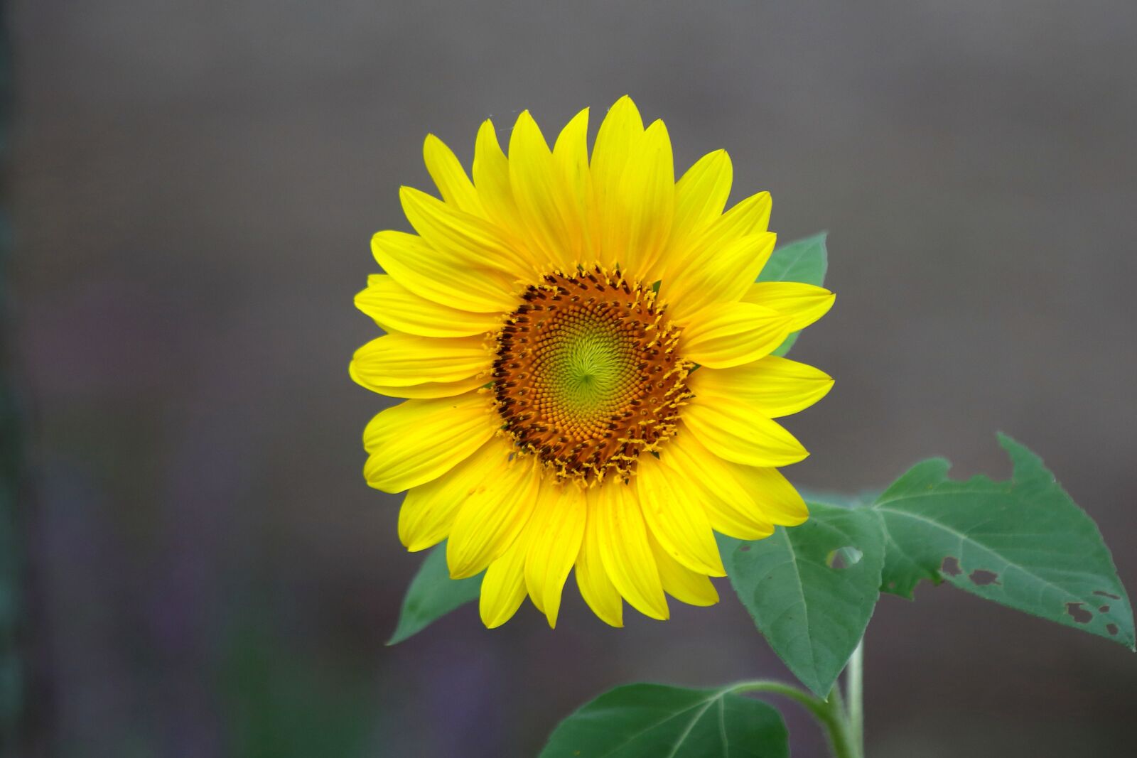 Canon EF 70-300mm F4-5.6 IS USM sample photo. Nature, plants, summer photography