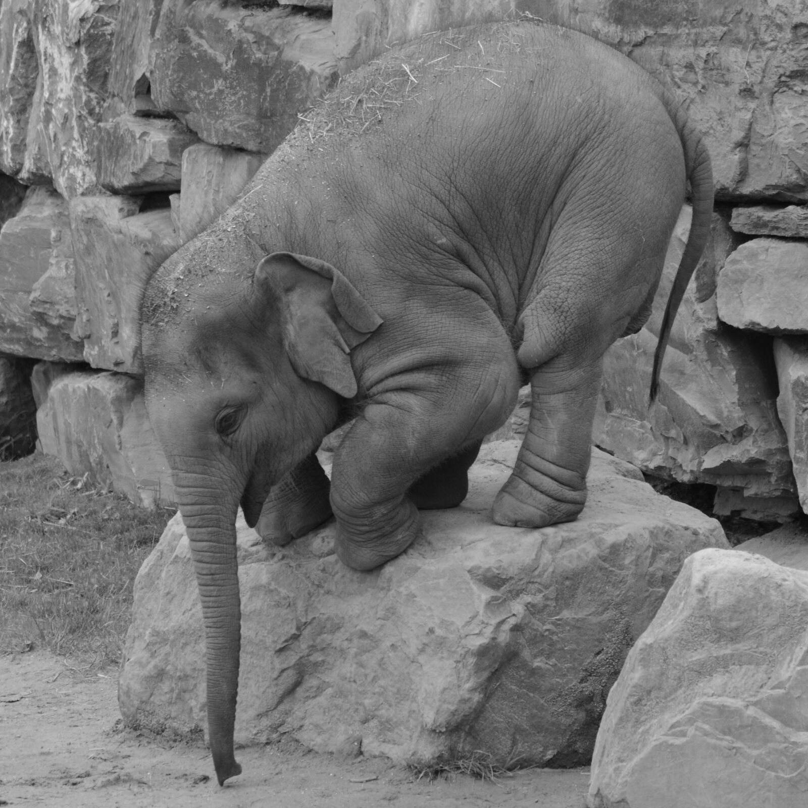 Nikon D5200 sample photo. Elephant, trunk, animal photography