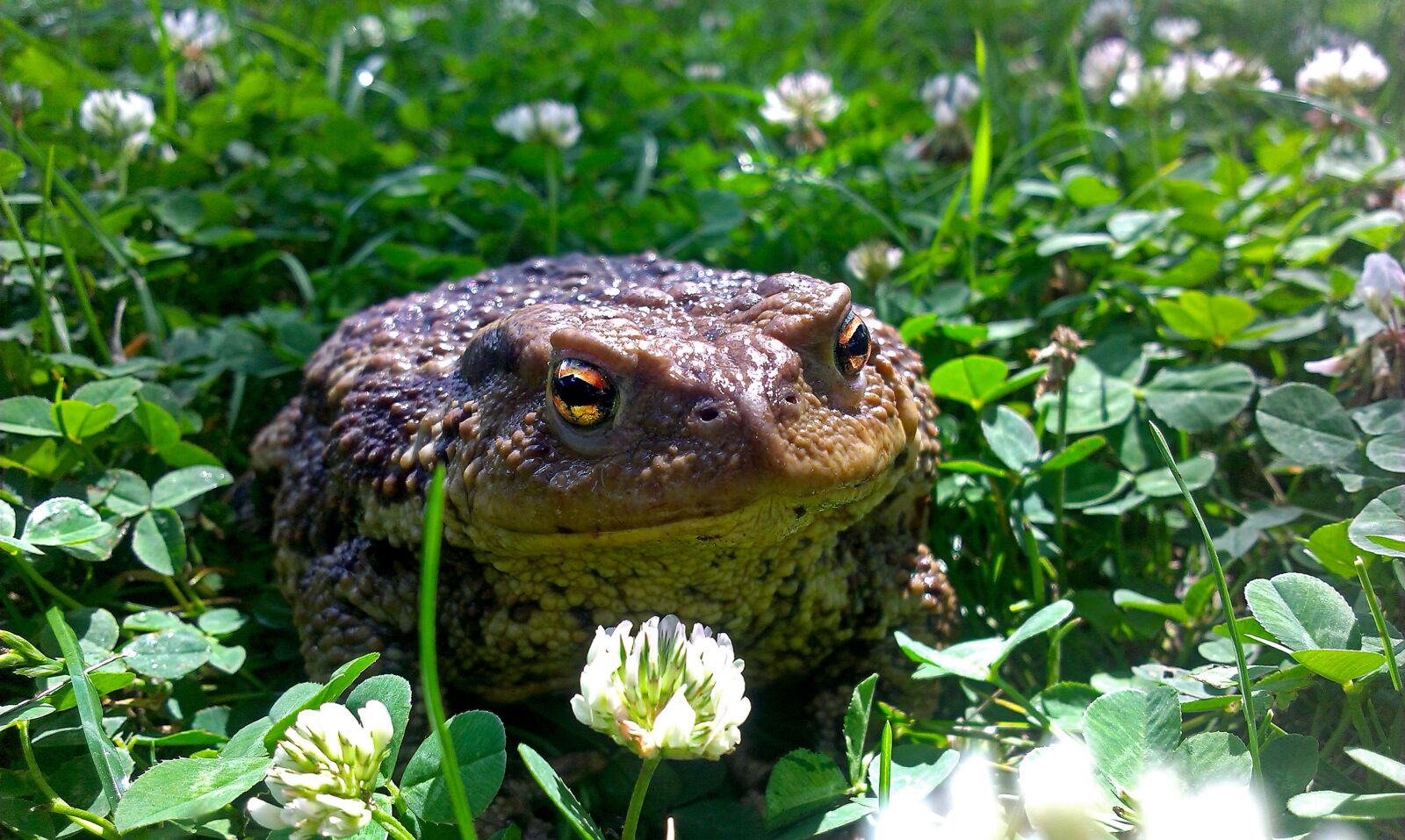 HTC DESIRE 500 sample photo. Toad, nature, garden photography