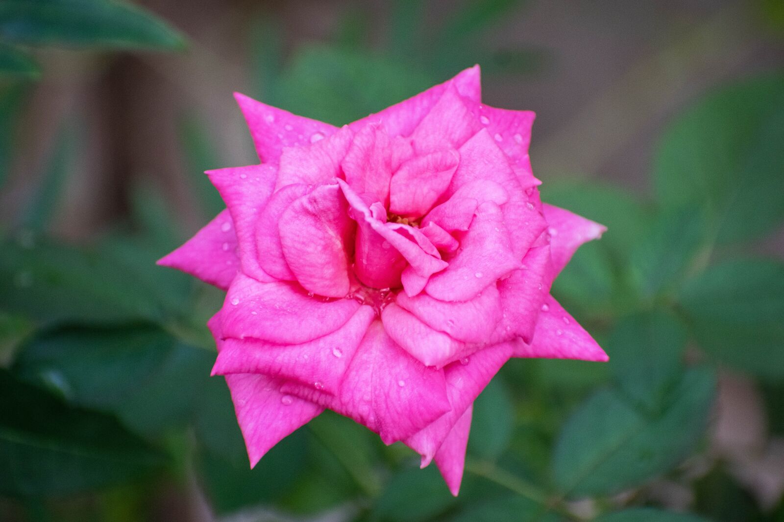 Nikon D3300 sample photo. Flower, rose, petals photography