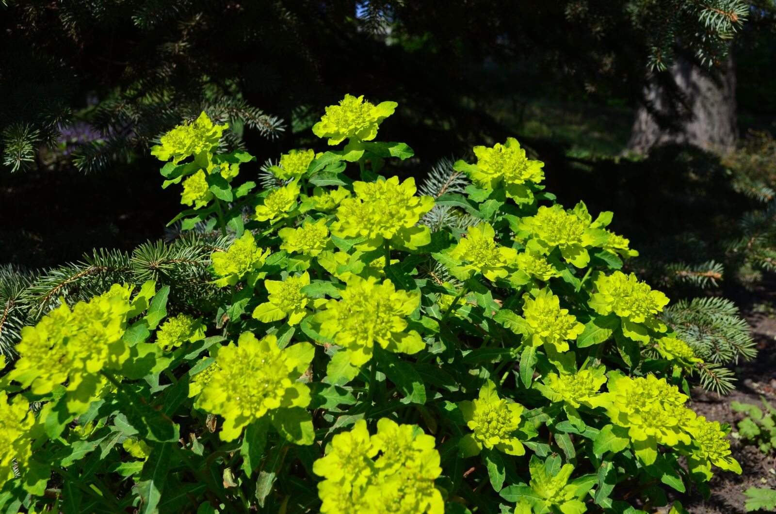 Nikon D5100 sample photo. Flowers, spring, flora photography