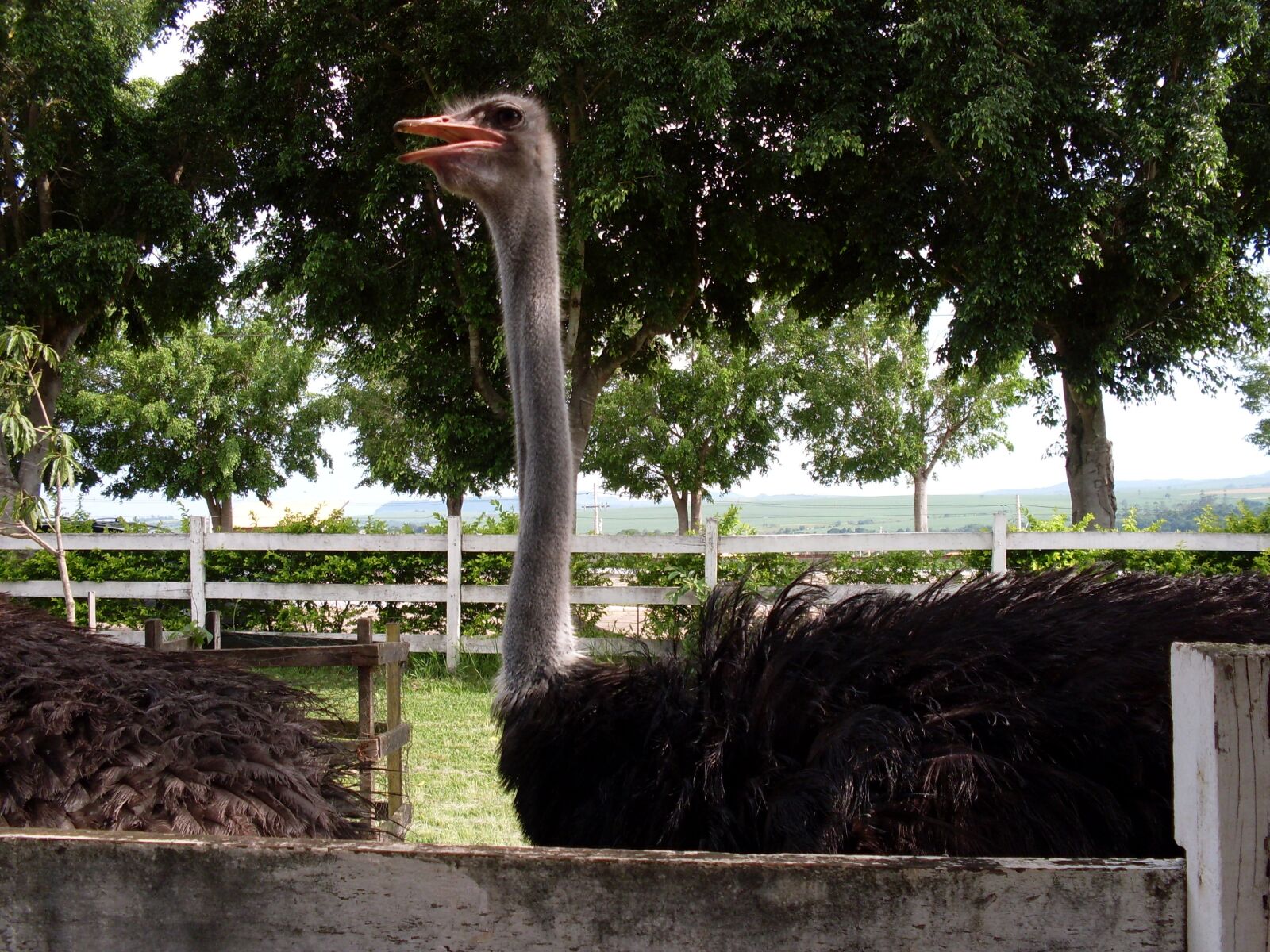 Samsung KENOX S760  / Samsung S760 sample photo. High ostrich, ostrich trees photography