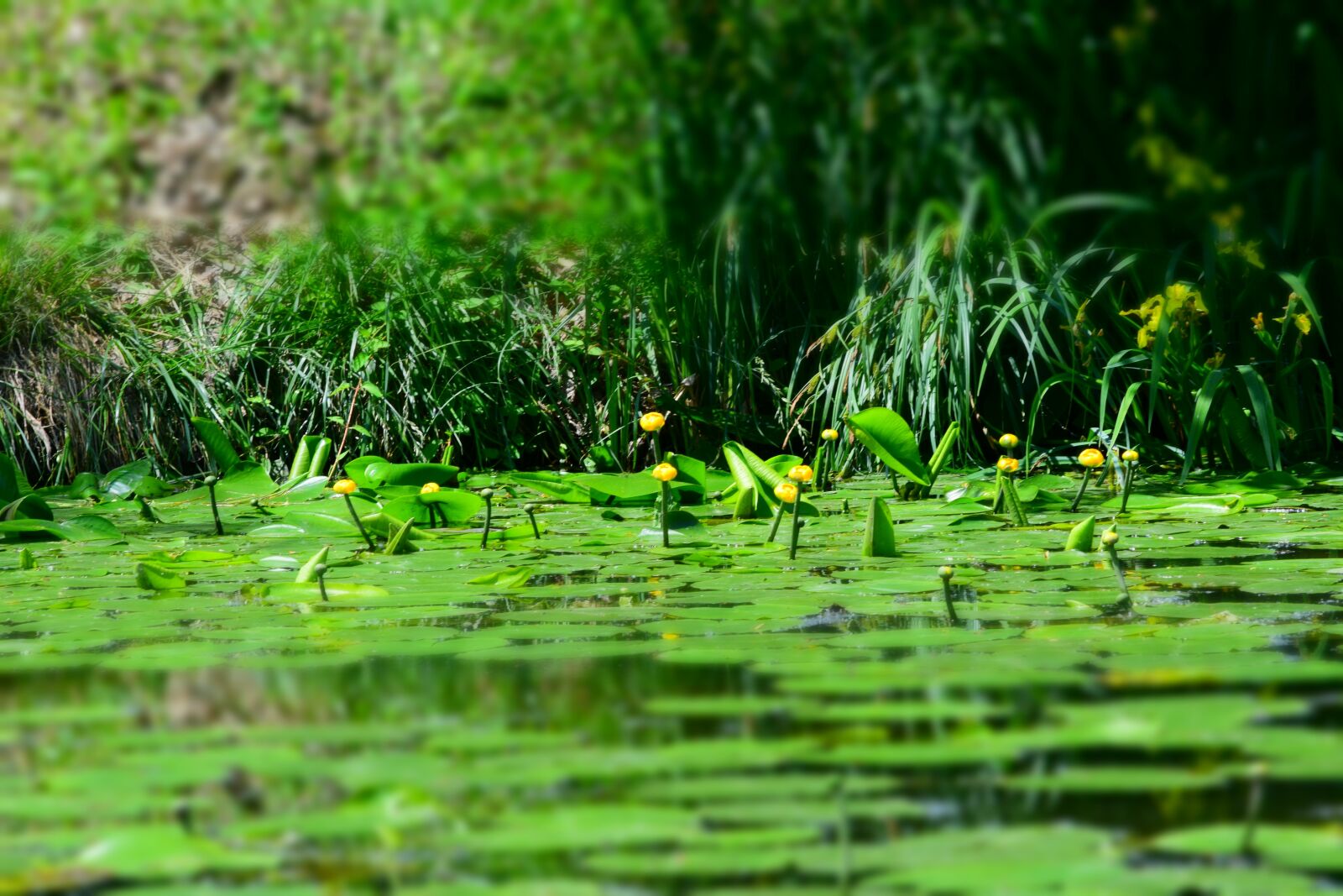 Nikon D3300 sample photo. Yellow water lily, green photography