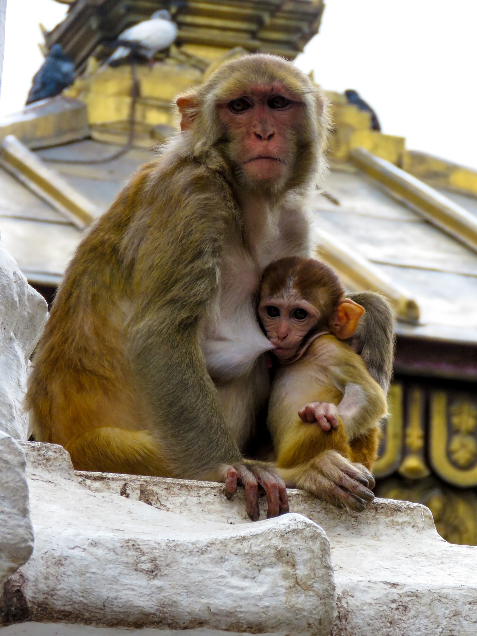 Canon PowerShot SX60 HS sample photo. Monkey, love, animal photography
