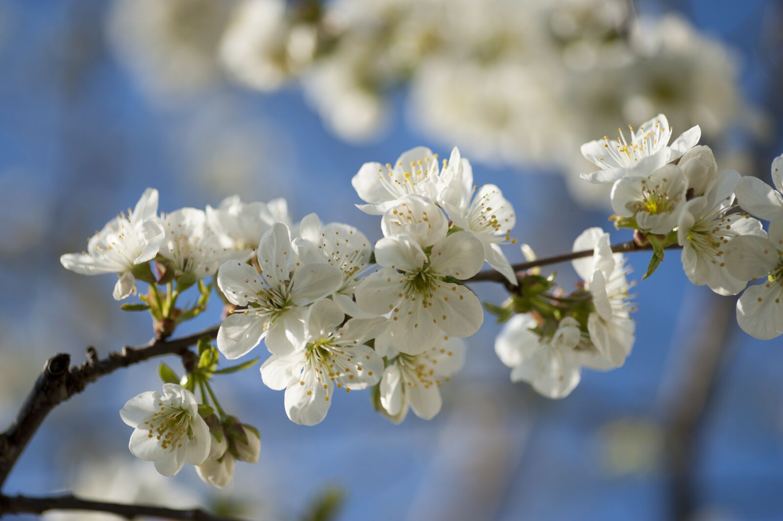 Nikon D700 sample photo. Spring, tree, nature photography