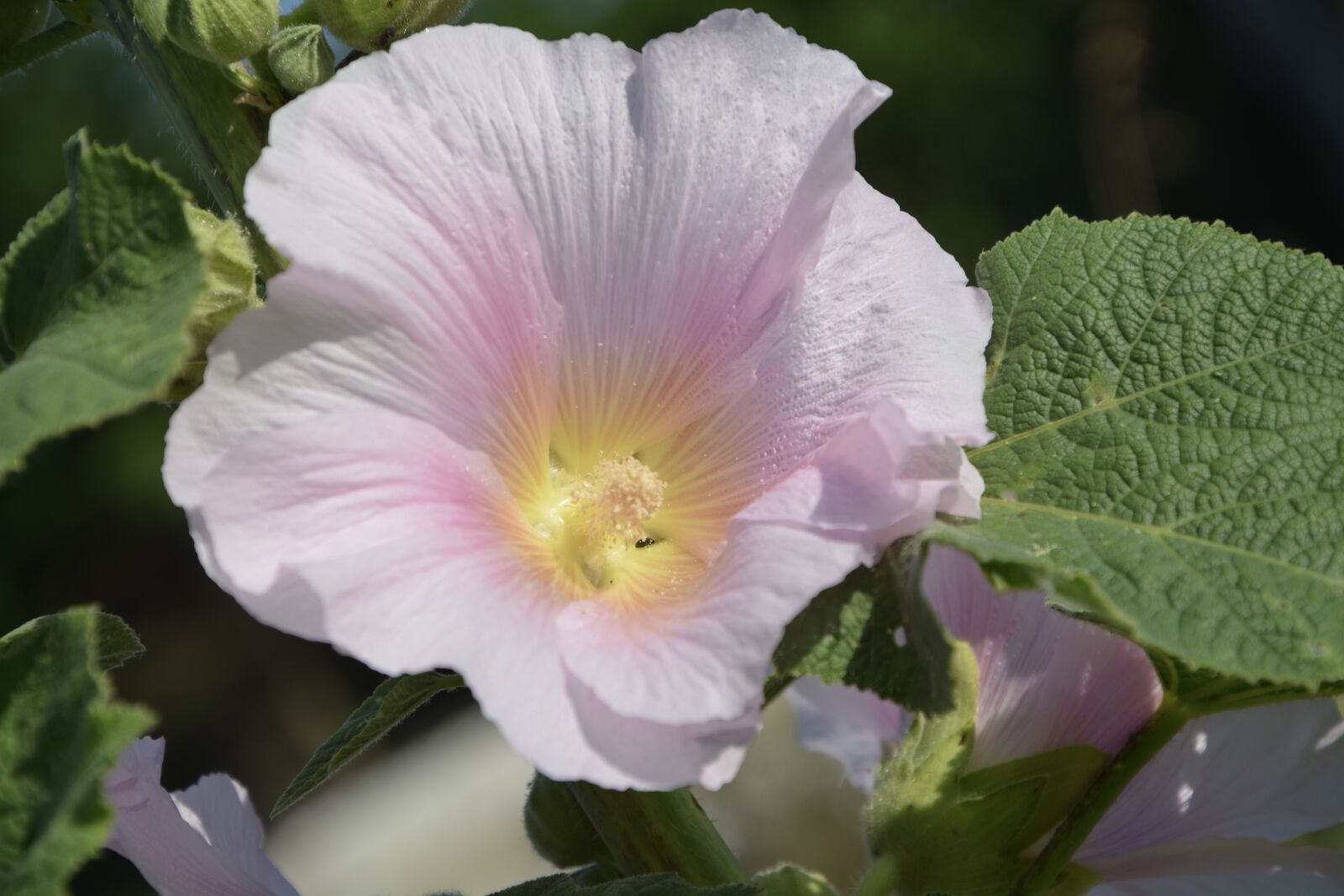 Nikon D5200 sample photo. Flower, pale pink, nature photography