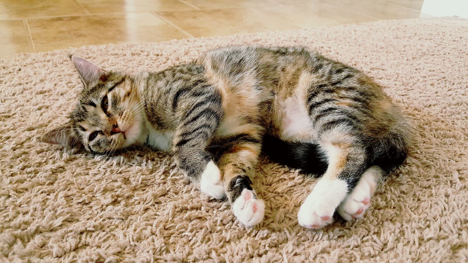 Samsung Galaxy Note5 sample photo. Kitten, cat, pet photography