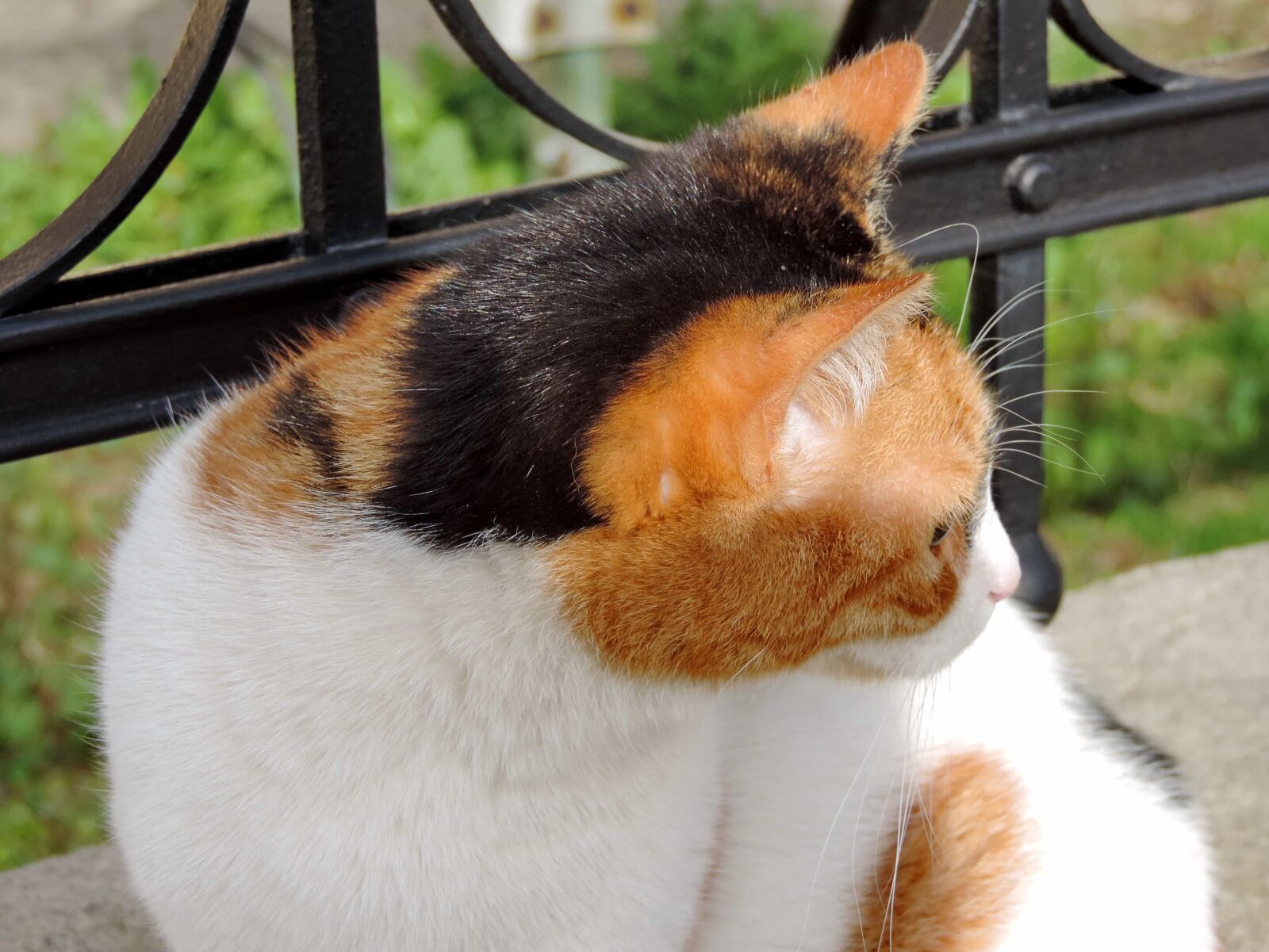 Nikon Coolpix P520 sample photo. Pet, cat, animal, cute photography