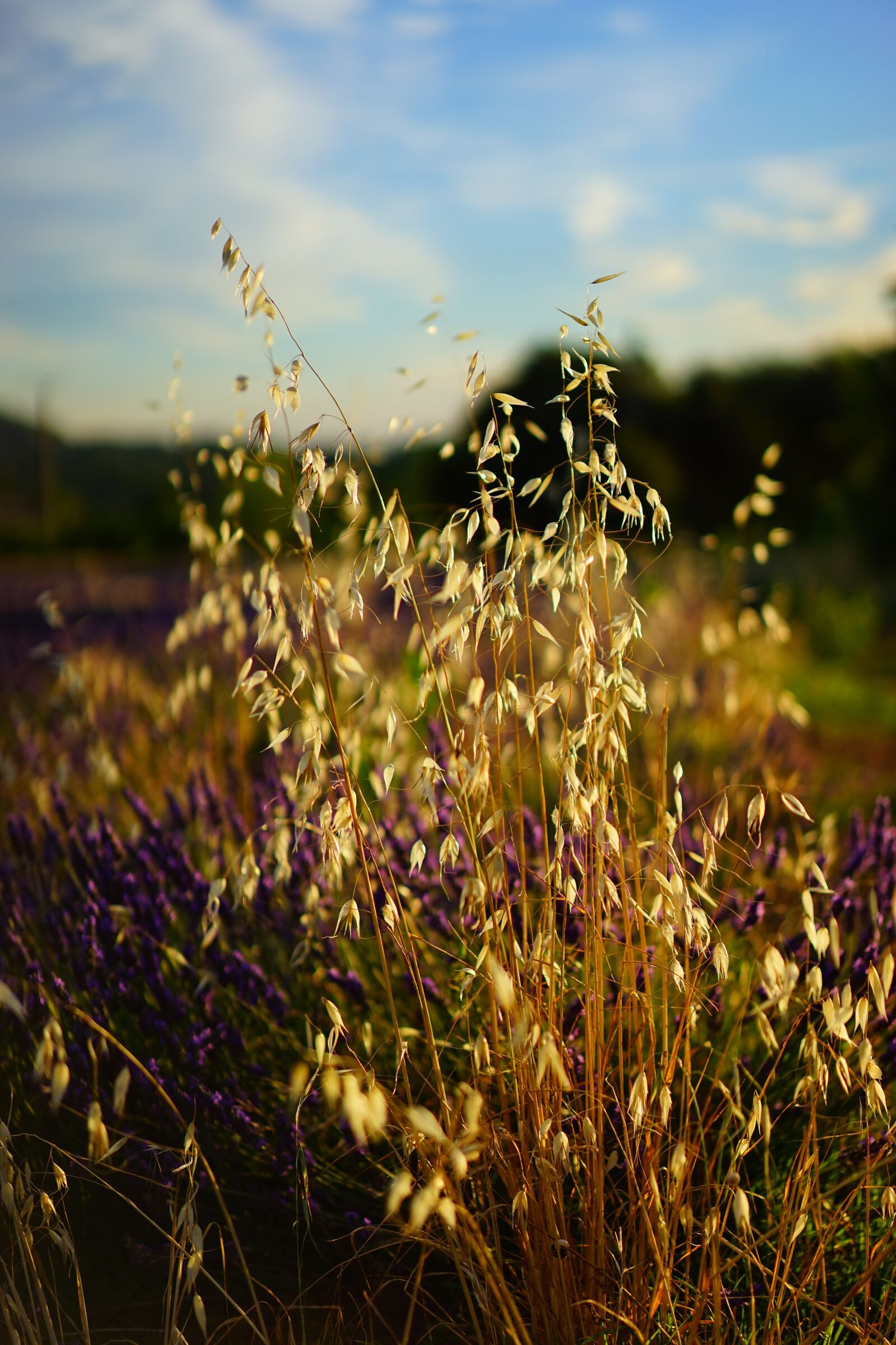Sony a7 + Sony Sonnar T* FE 55mm F1.8 ZA sample photo. Oats, cereals, cultivation photography
