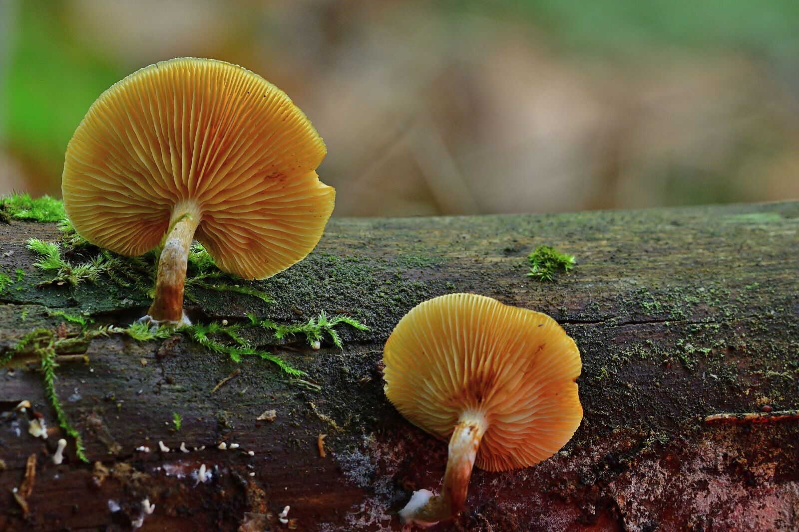 Nikon D5200 sample photo. Nature, forest, screen mushrooms photography