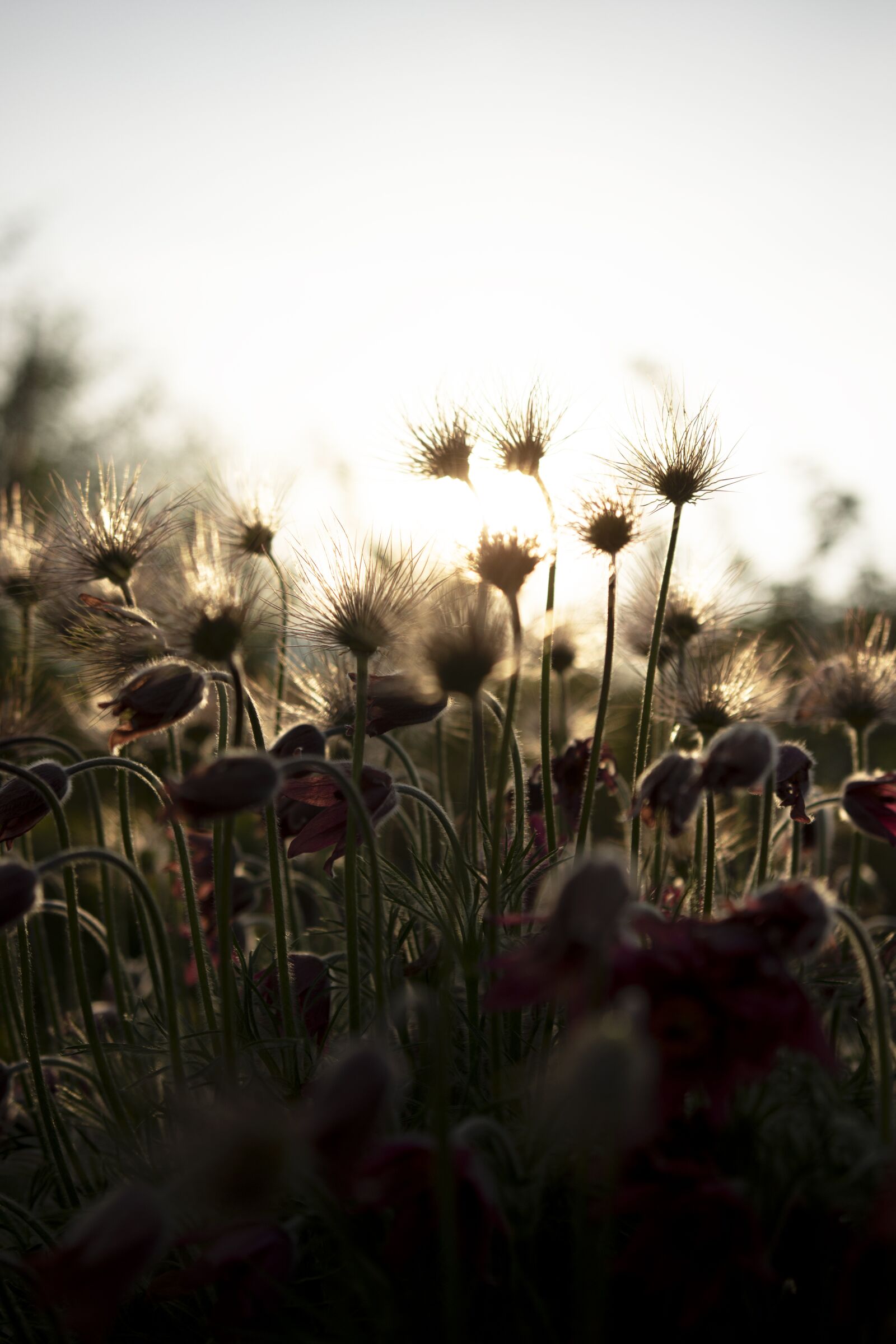 Nikon D7200 sample photo. Flowers, backlighting, morning photography