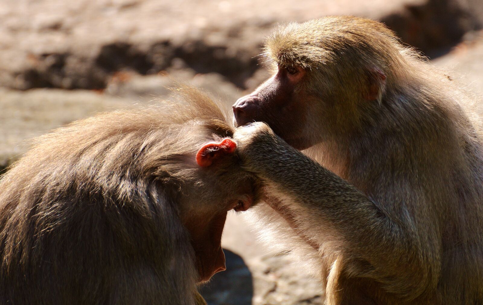 Nikon D3200 sample photo. Coat baboons, ape, primates photography