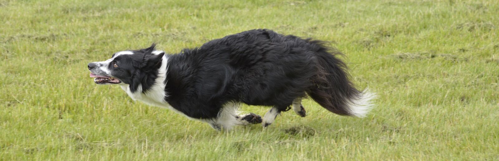 Nikon D3200 sample photo. Collie, dog, running photography