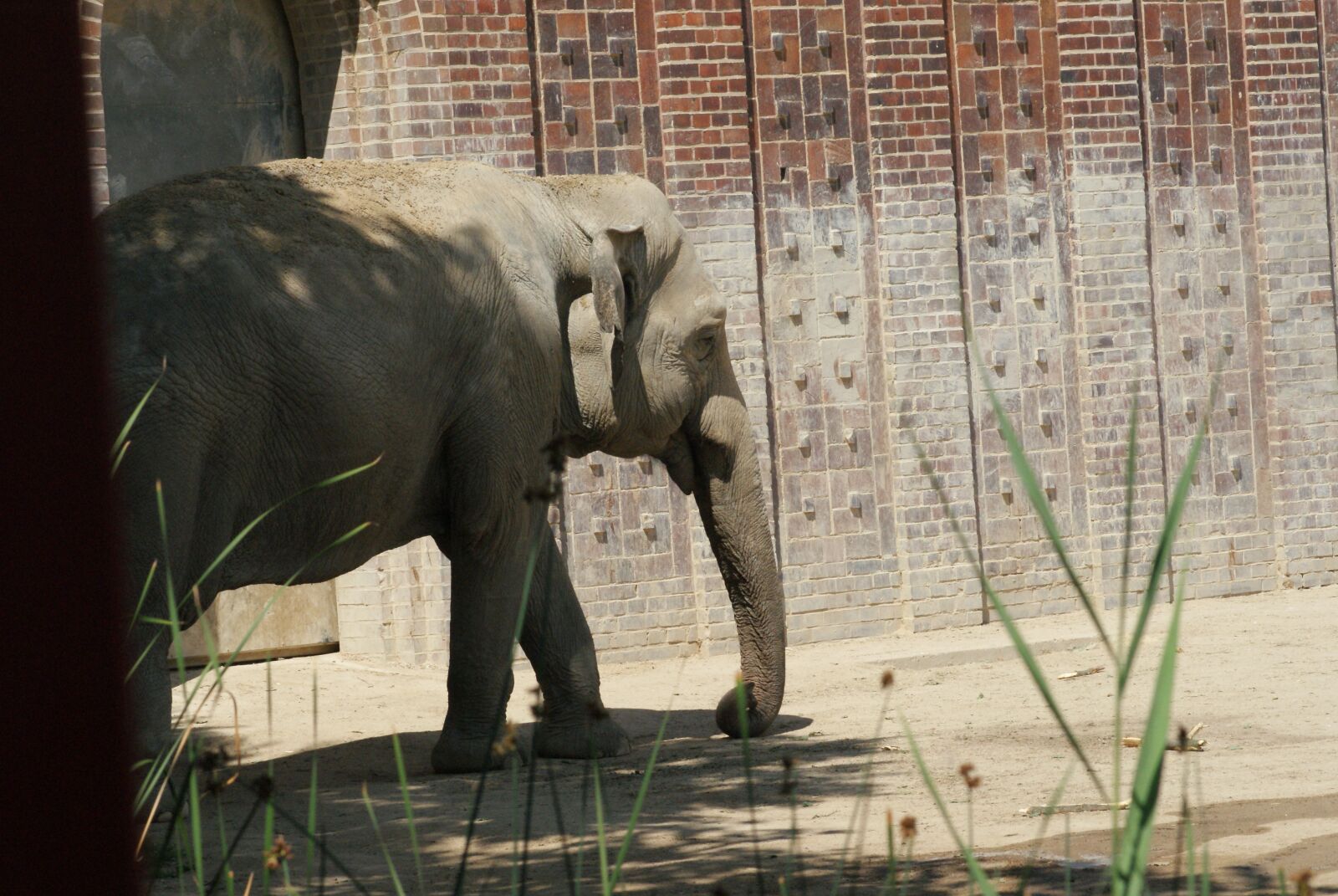 Sony Alpha DSLR-A200 sample photo. Elephant, pachyderm, zoo photography