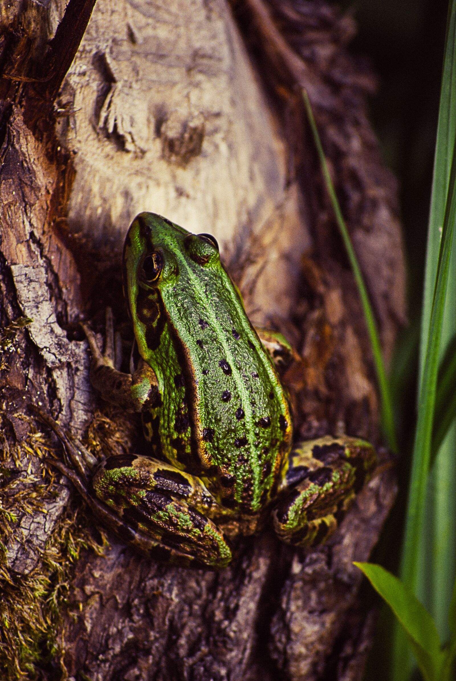 Nikon D60 sample photo. Frog, tree, green photography