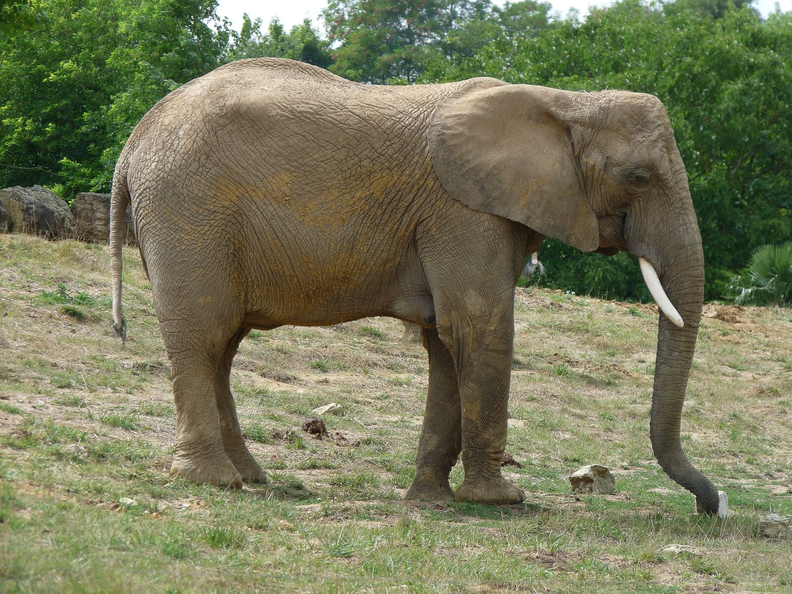 Panasonic Lumix DMC-FZ28 sample photo. Elephant, pachyderm, defence photography