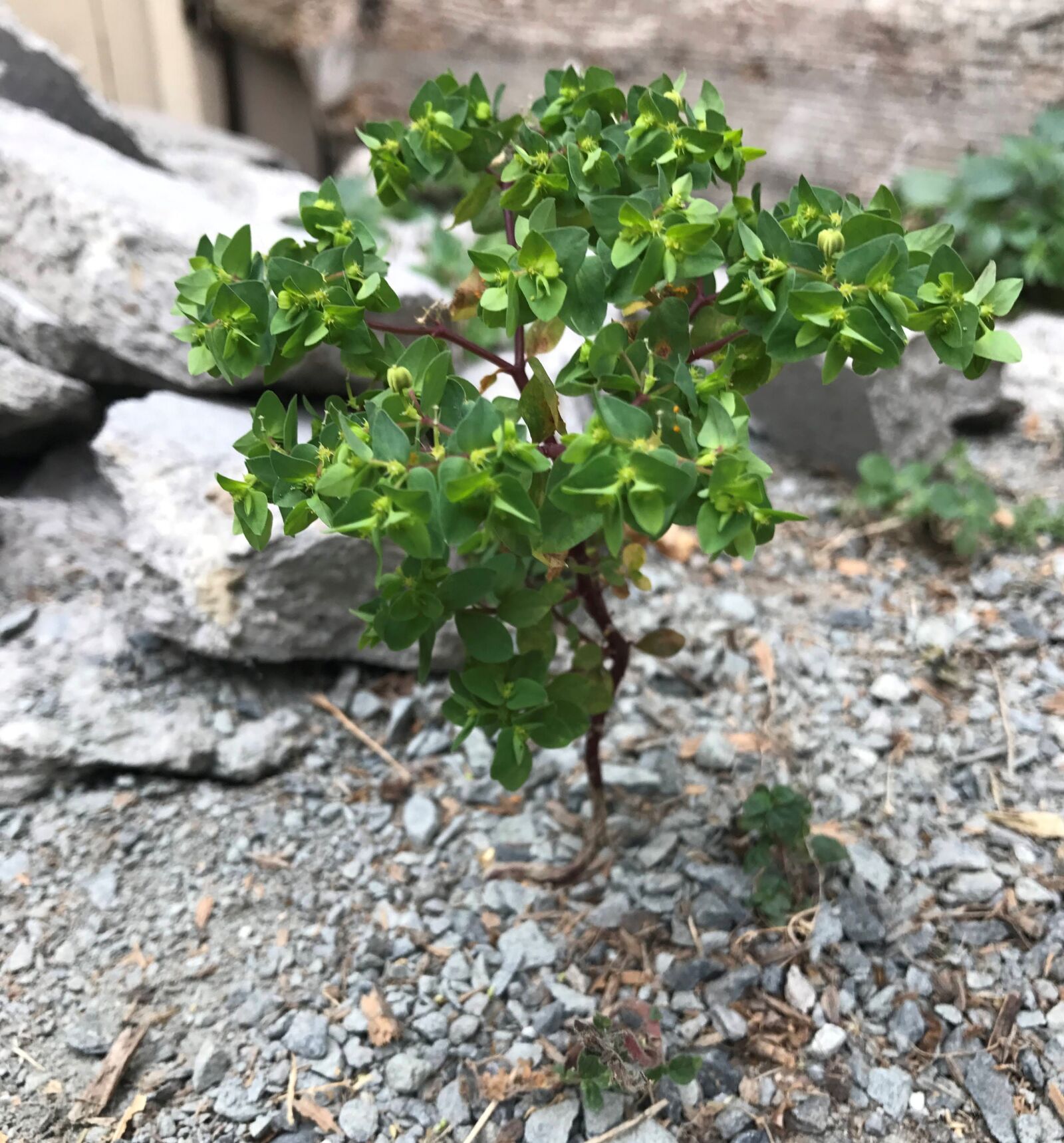 iPhone 7 back camera 3.99mm f/1.8 sample photo. Growth, nature, sapling photography