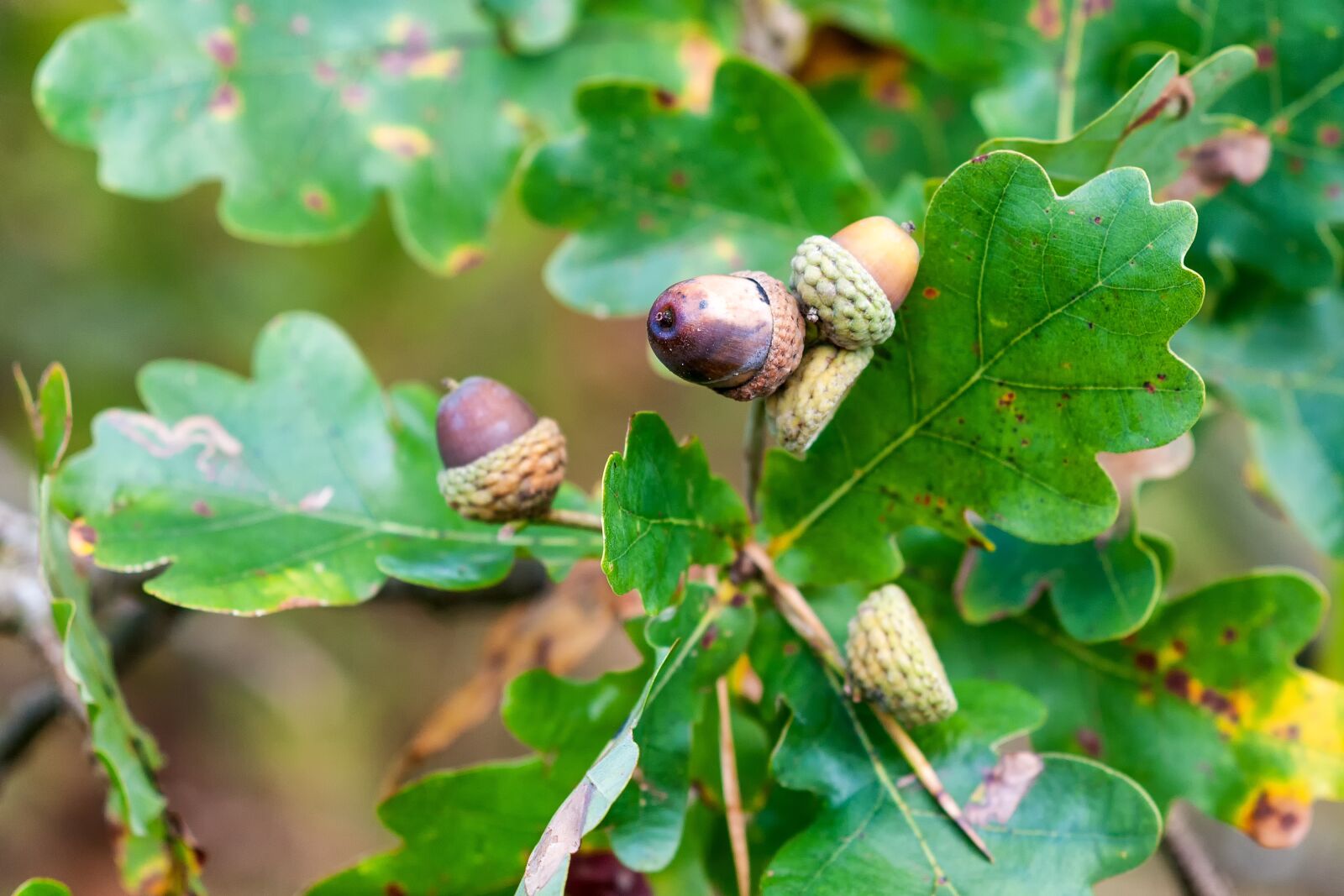 Nikon D300S sample photo. Forest, autumn, mushroom photography