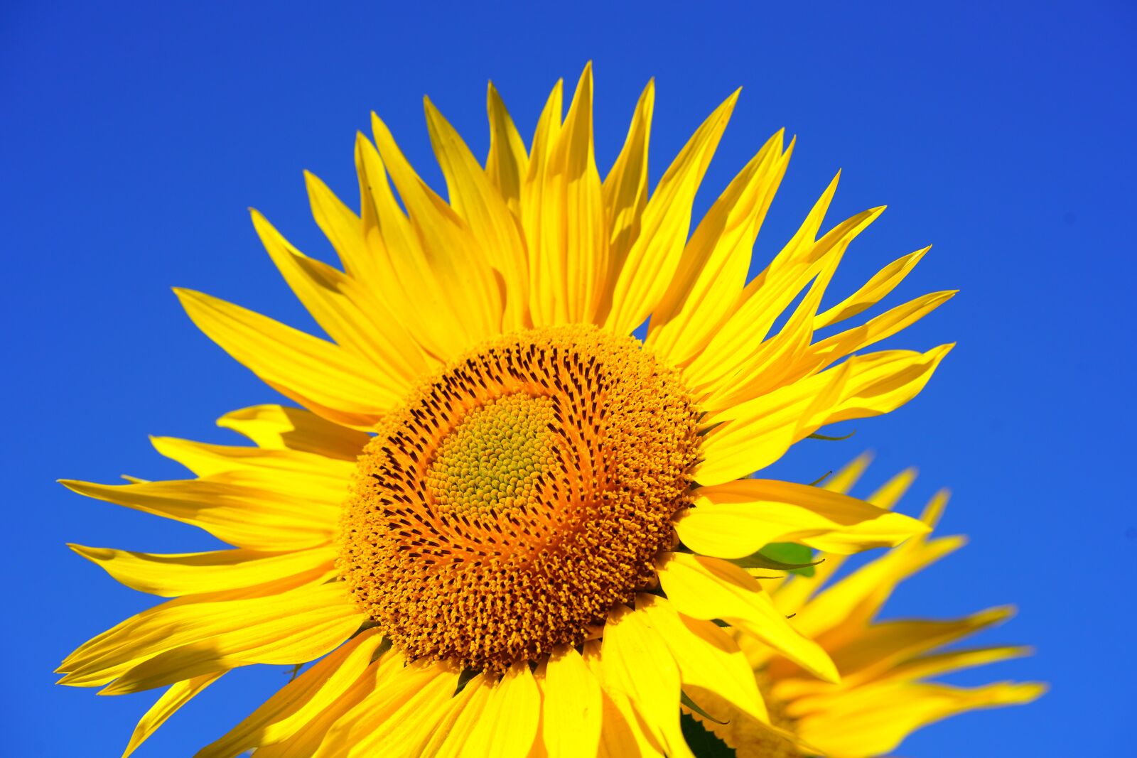 Sony a7R II + Sony FE 90mm F2.8 Macro G OSS sample photo. Sunflower, blossom, bloom photography