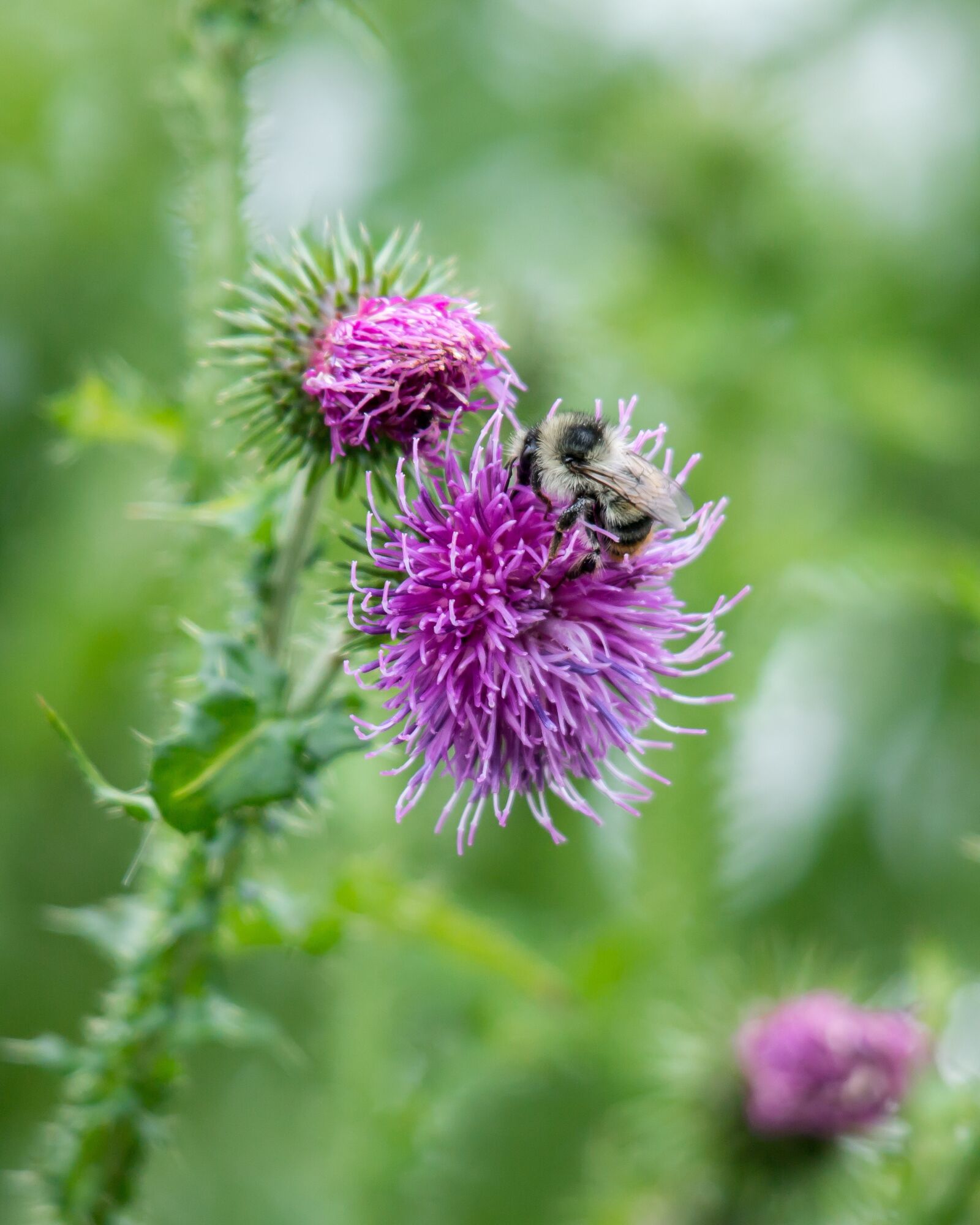 Samsung NX300M + Samsung NX 50-200mm F4-5.6 ED OIS sample photo. Bee, thistle, blossom photography