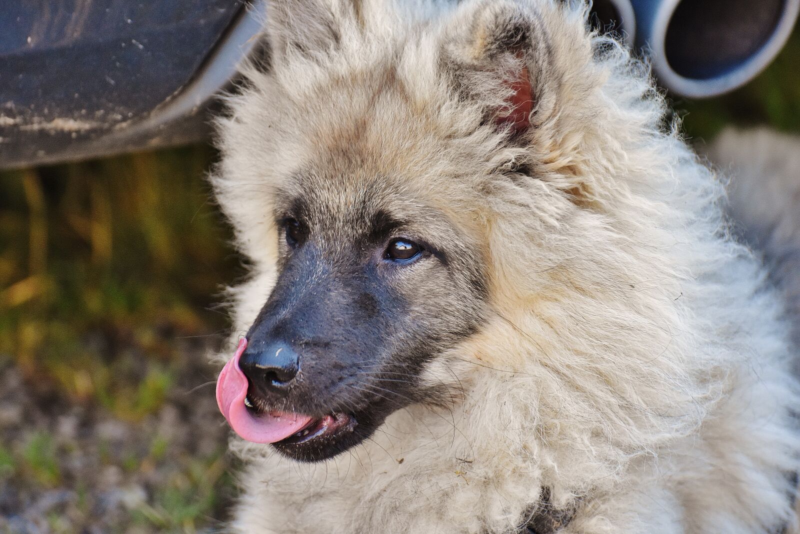 Nikon D7200 sample photo. Dog, fur, wuschelig photography