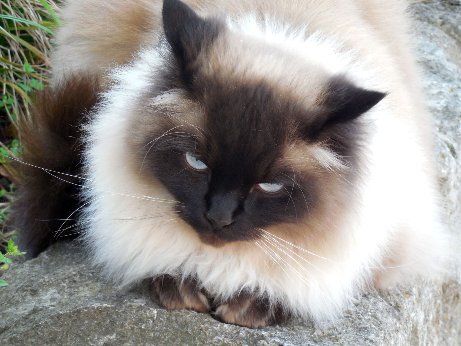 Nikon COOLPIX L620 sample photo. Cat, fur, kitten photography