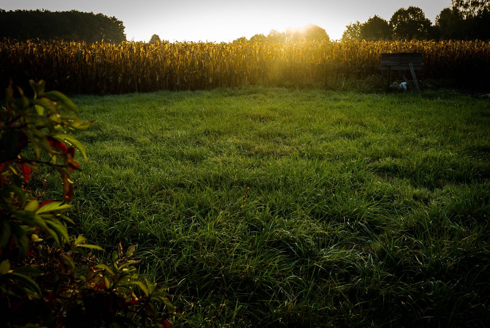 Leica X1 sample photo. Fall, corn, grass photography