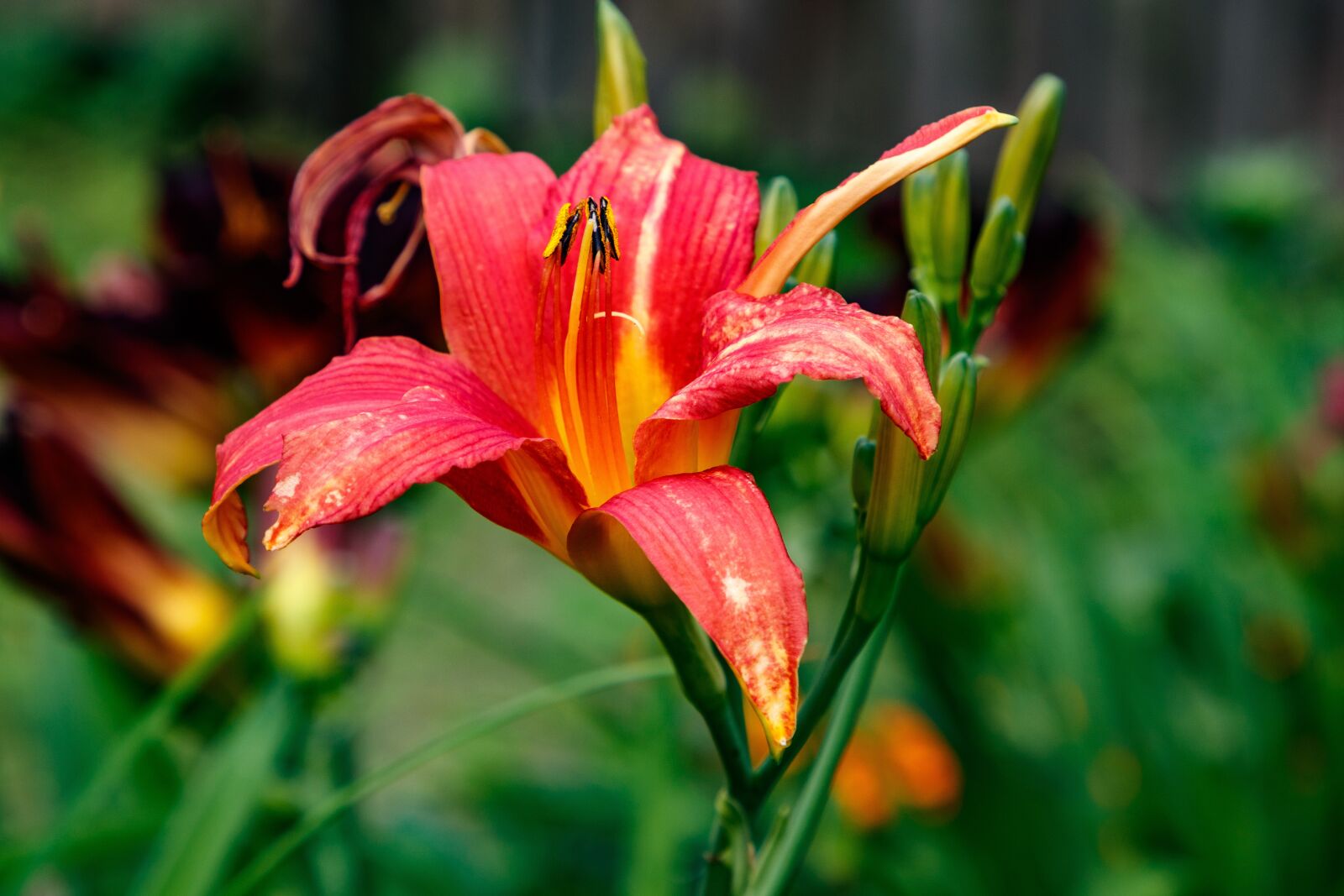 Canon EOS 80D + Canon EF 24-105mm F4L IS II USM sample photo. Day-lily, flower, petals photography