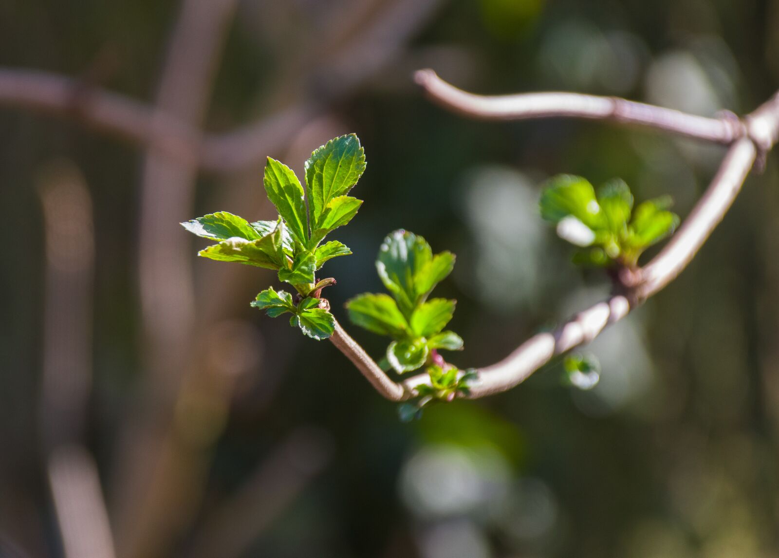 Pentax K-70 sample photo. Branch, leaves, green photography