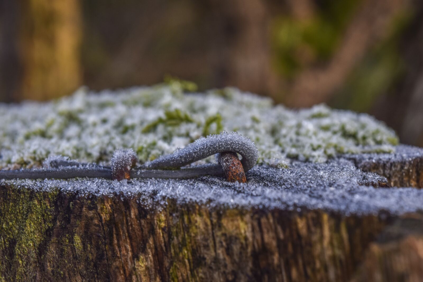Nikon D3300 sample photo. Nature, hoarfrost, winter photography