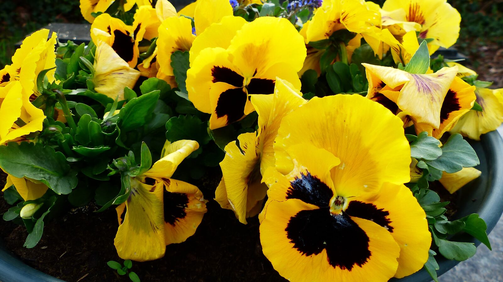 Panasonic Lumix DMC-FZ200 sample photo. Flower, thinking, nature photography