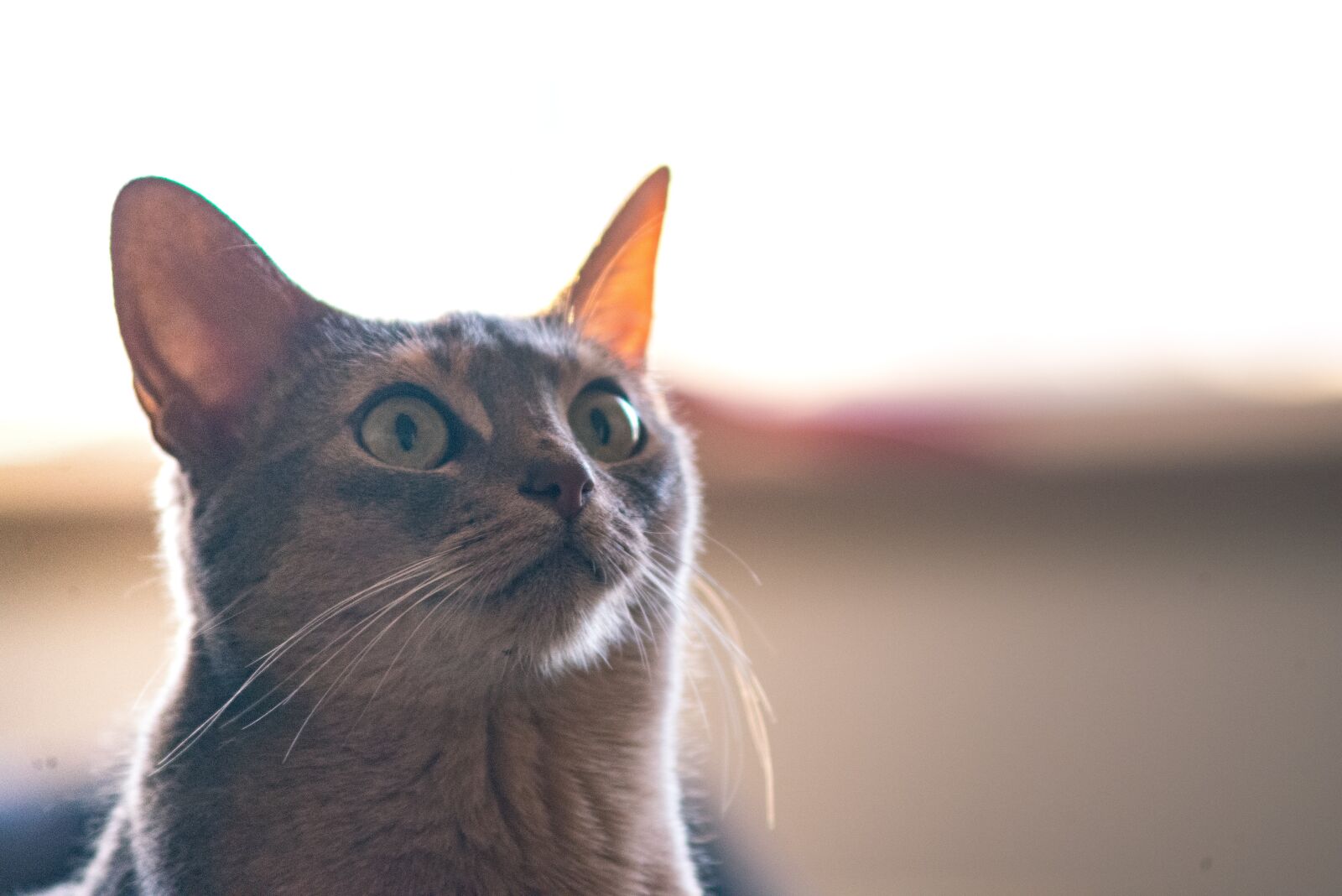 Nikon D600 sample photo. Cat, kitten, animal photography