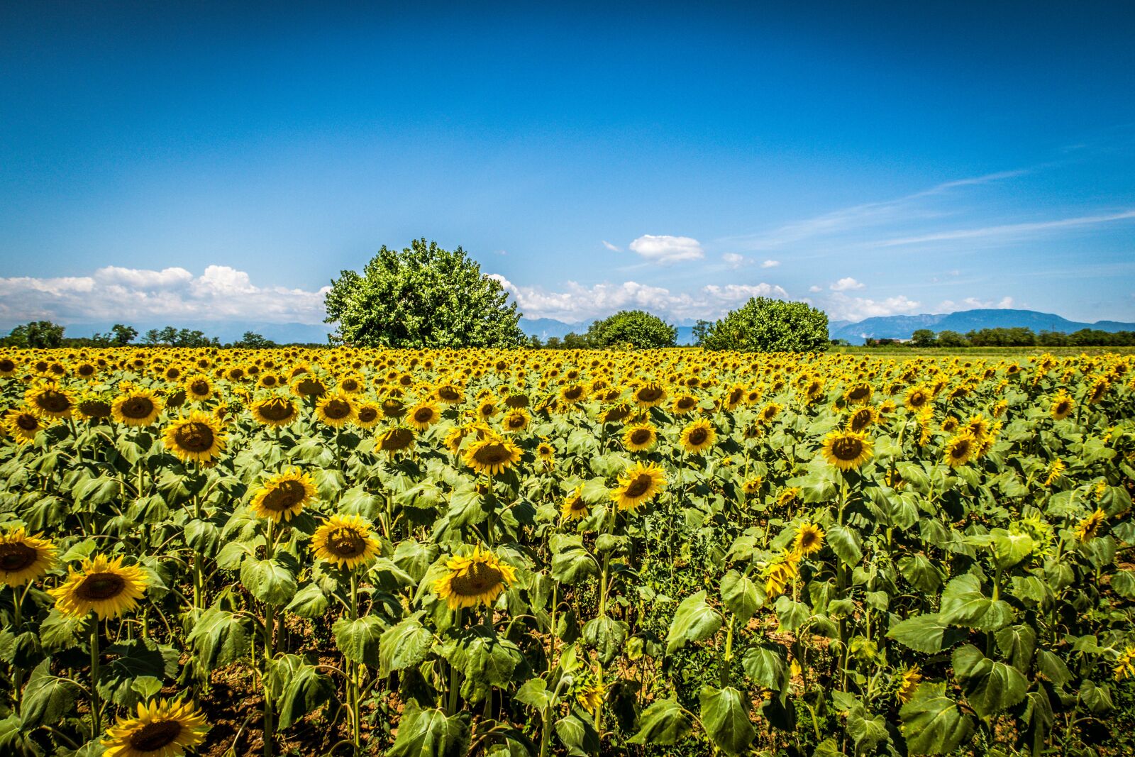 Canon PowerShot G7 X Mark II sample photo. Sunflowers, sky, clouds photography
