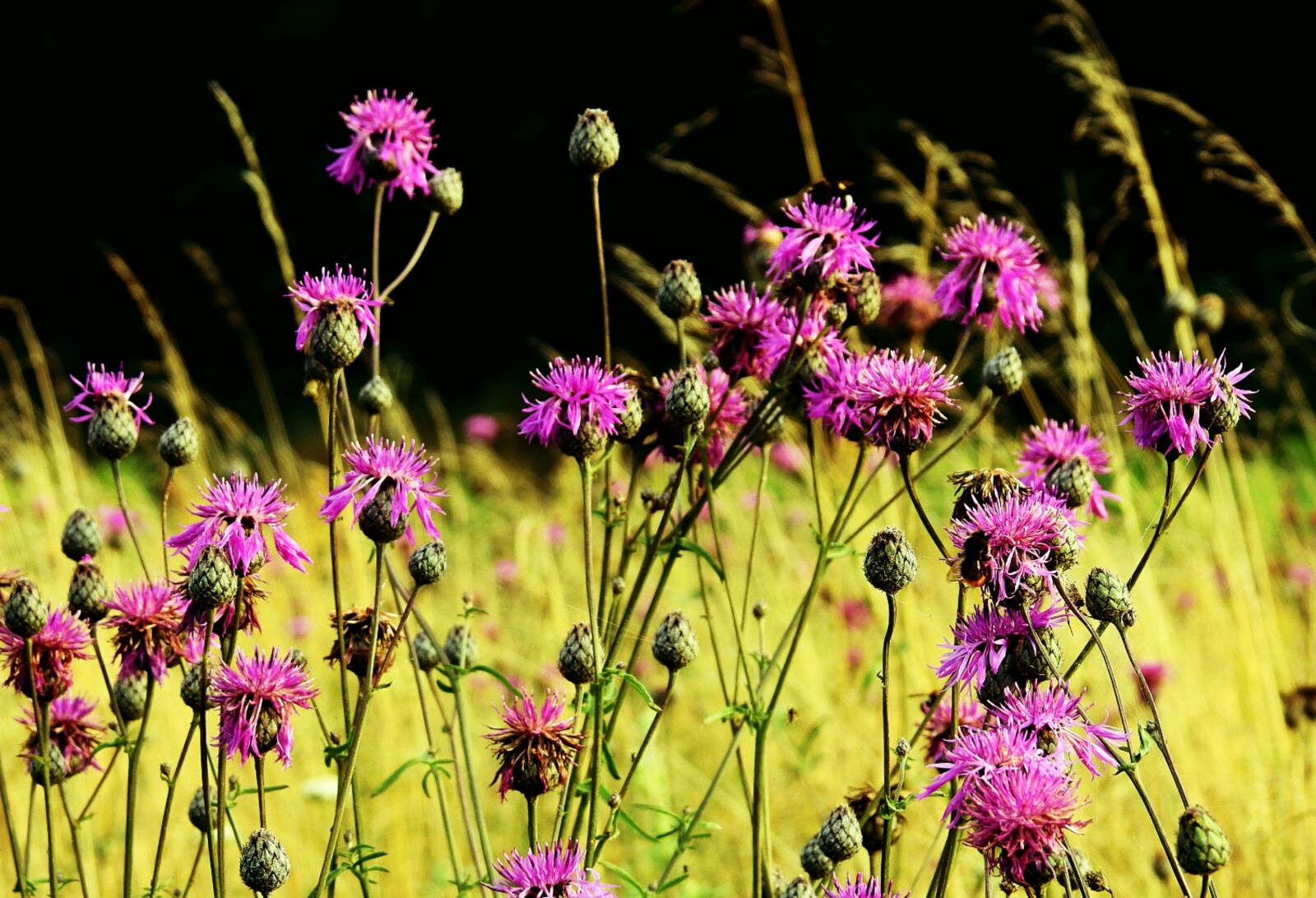 Nikon Coolpix P900 sample photo. Meadow, thistles, figure photography