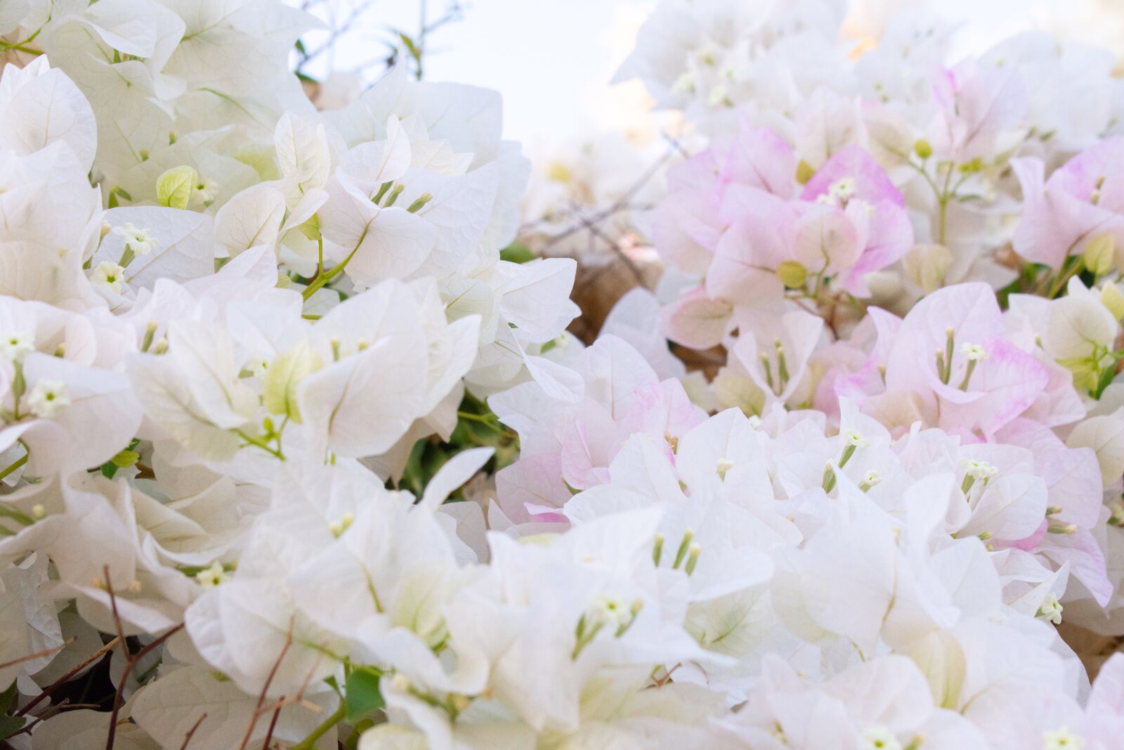 Nikon D7200 sample photo. Flowers, nature, air photography
