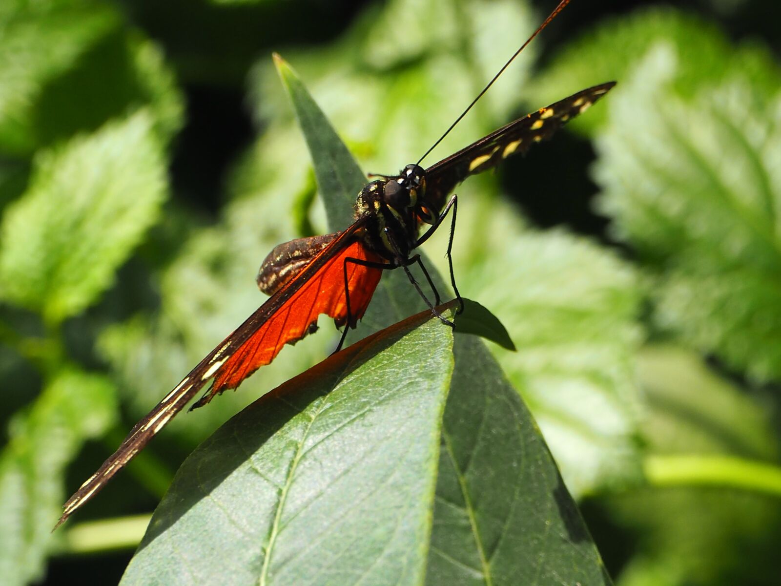 Olympus OM-D E-M10 II sample photo. Butterfly, leaf, leaves photography