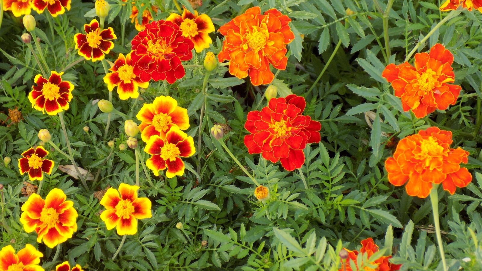 Nikon COOLPIX L330 sample photo. Marigolds, flowers, summer photography