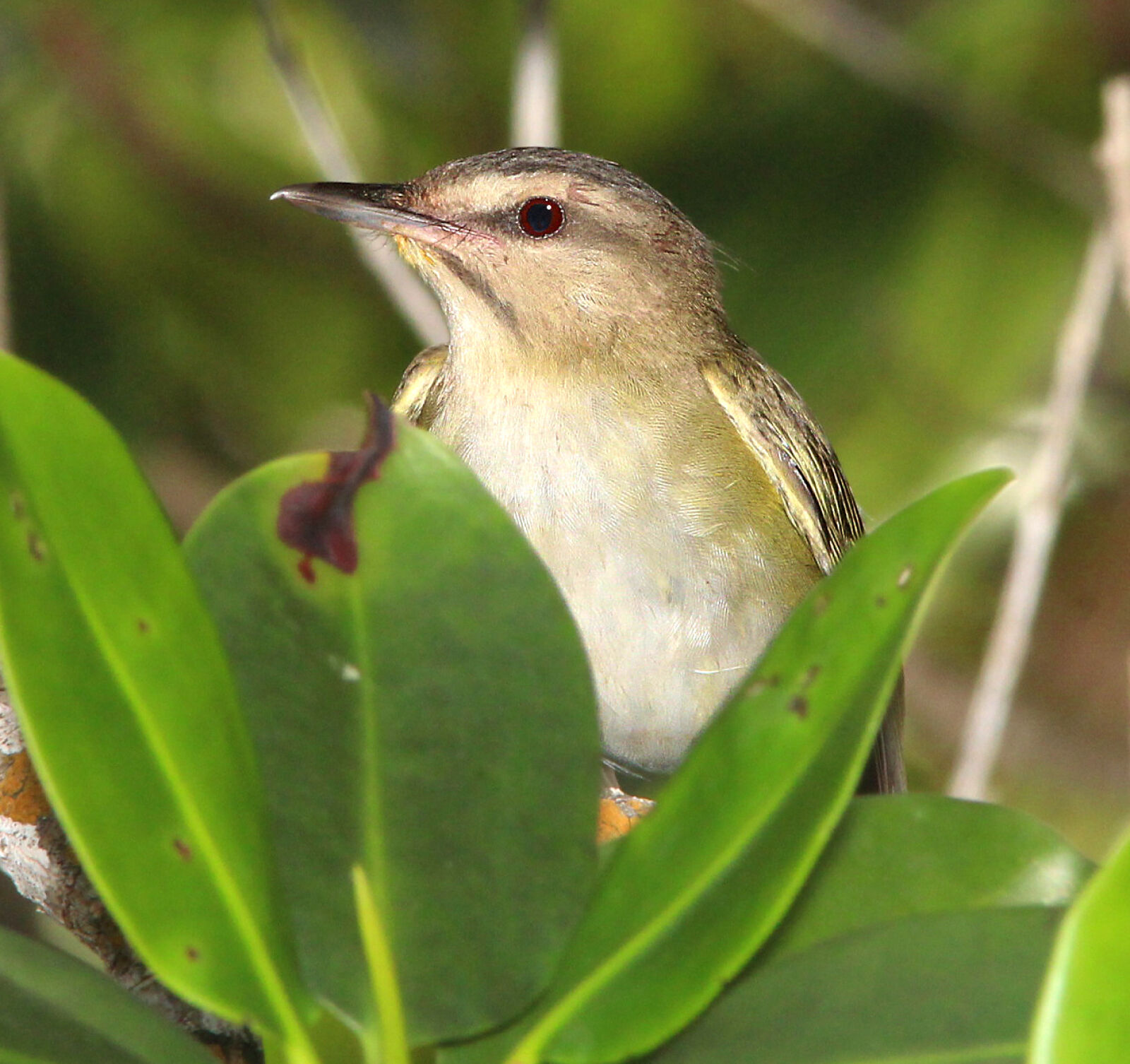 Canon EF 300mm F4L IS USM sample photo