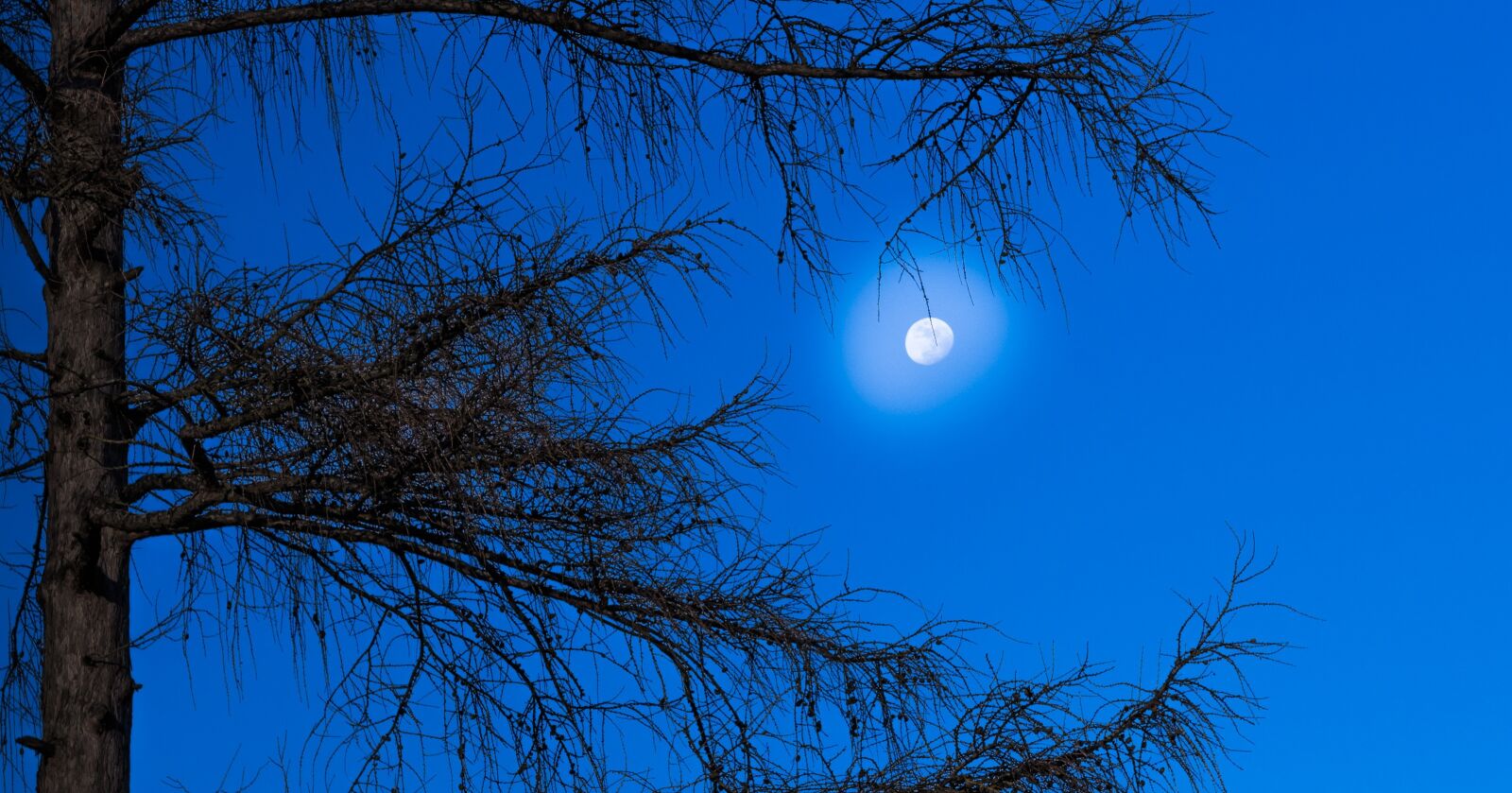 Canon EOS 700D (EOS Rebel T5i / EOS Kiss X7i) + Canon EF 50mm F1.8 STM sample photo. Tree, branch, light photography
