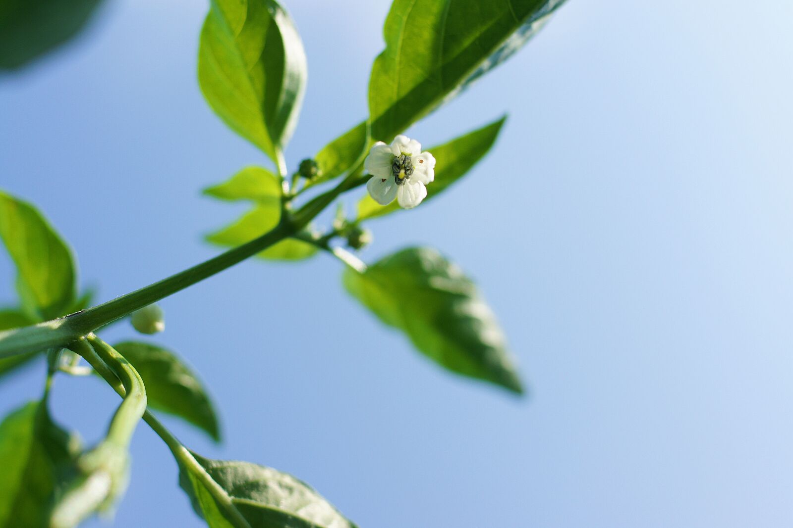 Sony Alpha DSLR-A500 sample photo. Flowers, pepper, nature photography